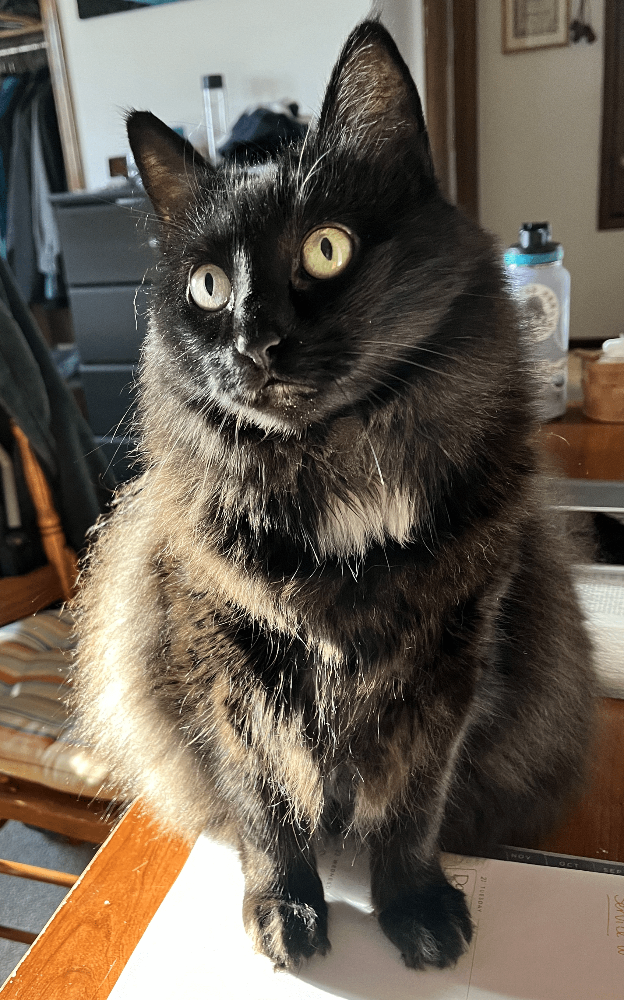 Ive noticed that several other black cats have the white patch on the  chest like ours : rblackcats