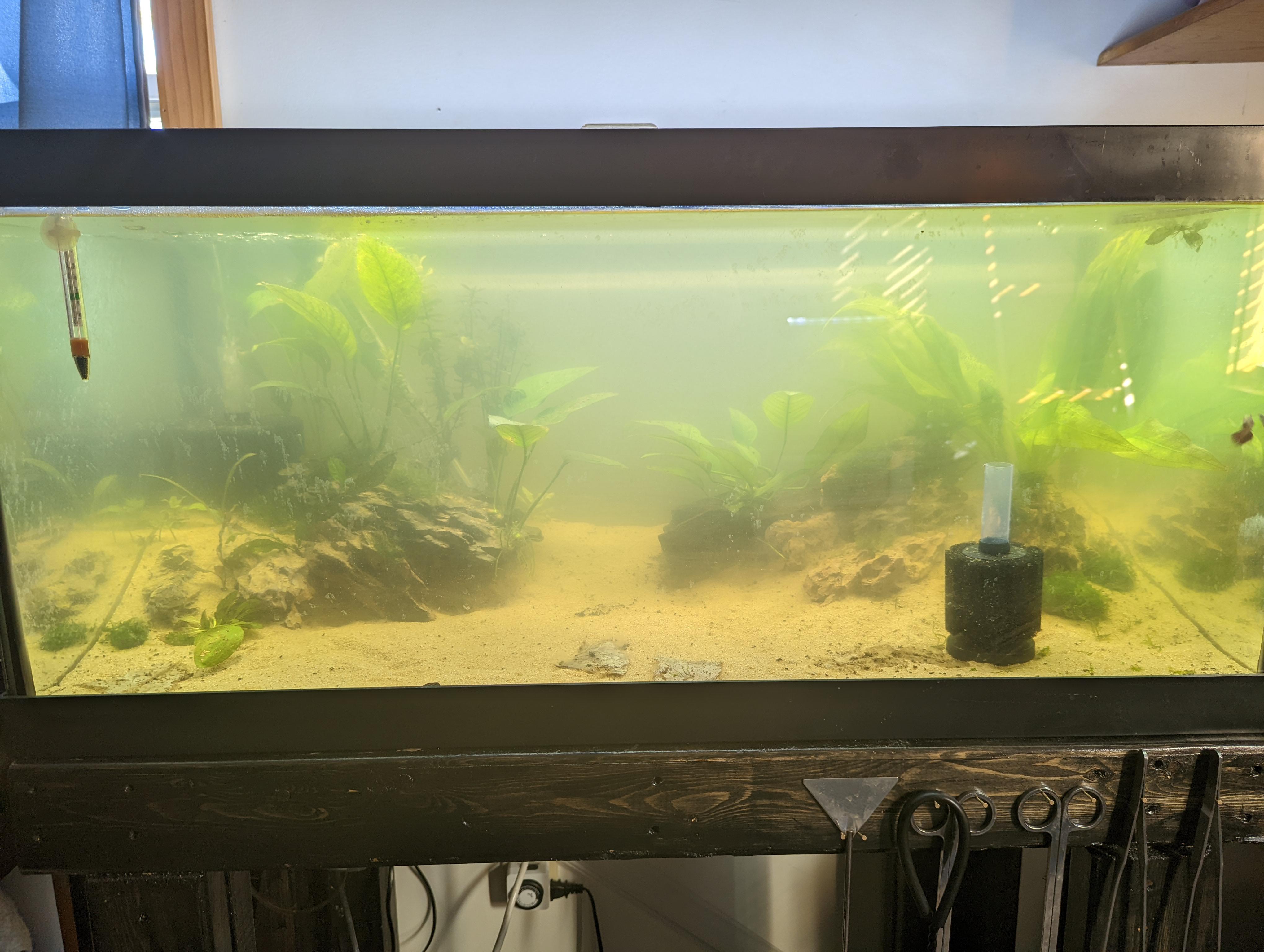 Fish tank cloudy overnight