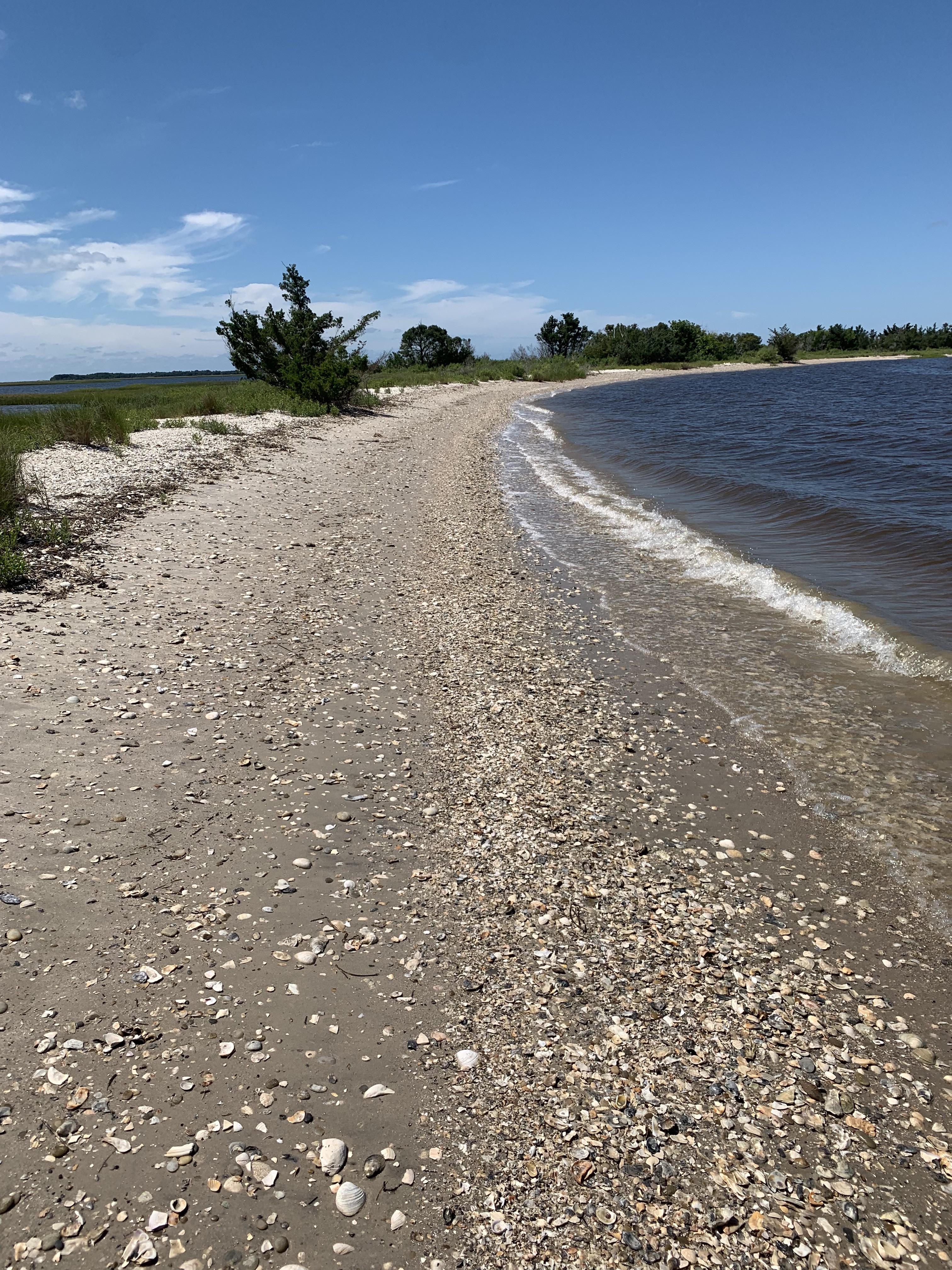 Shark tooth island swansboro nc