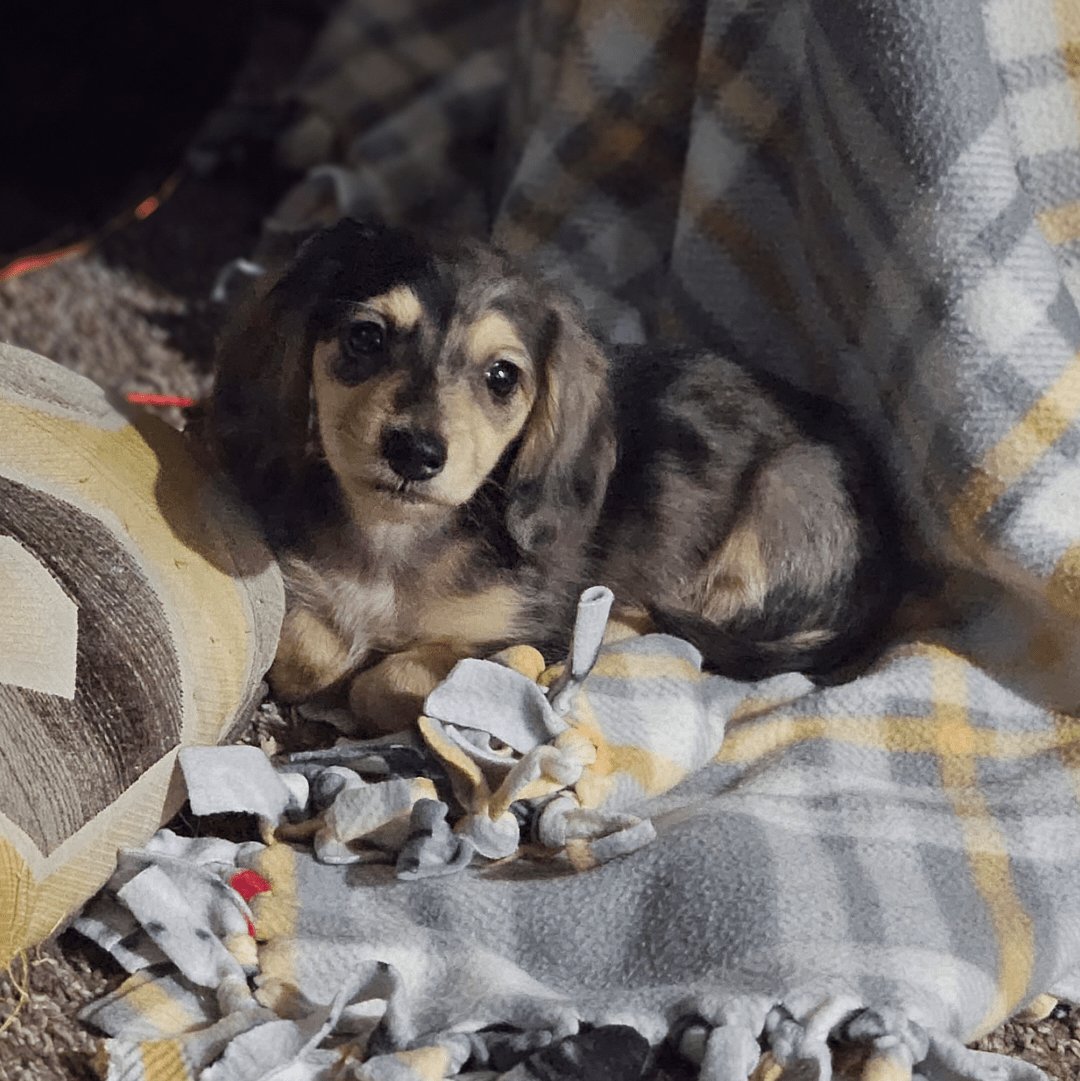 at what age can puppies eat wet food