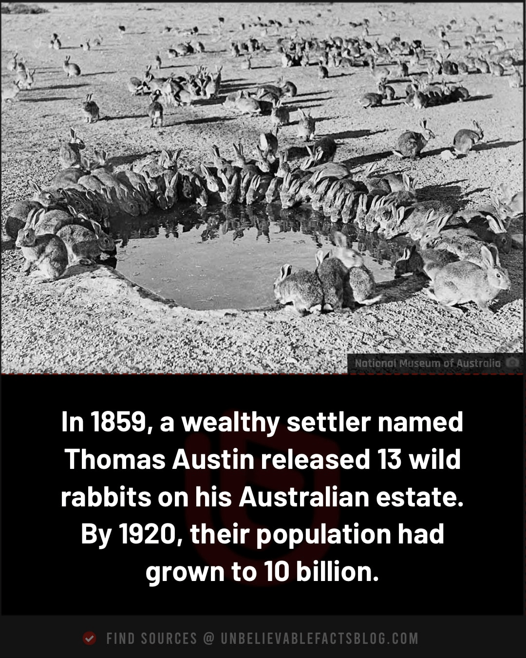 Kelinci bocah vs tante