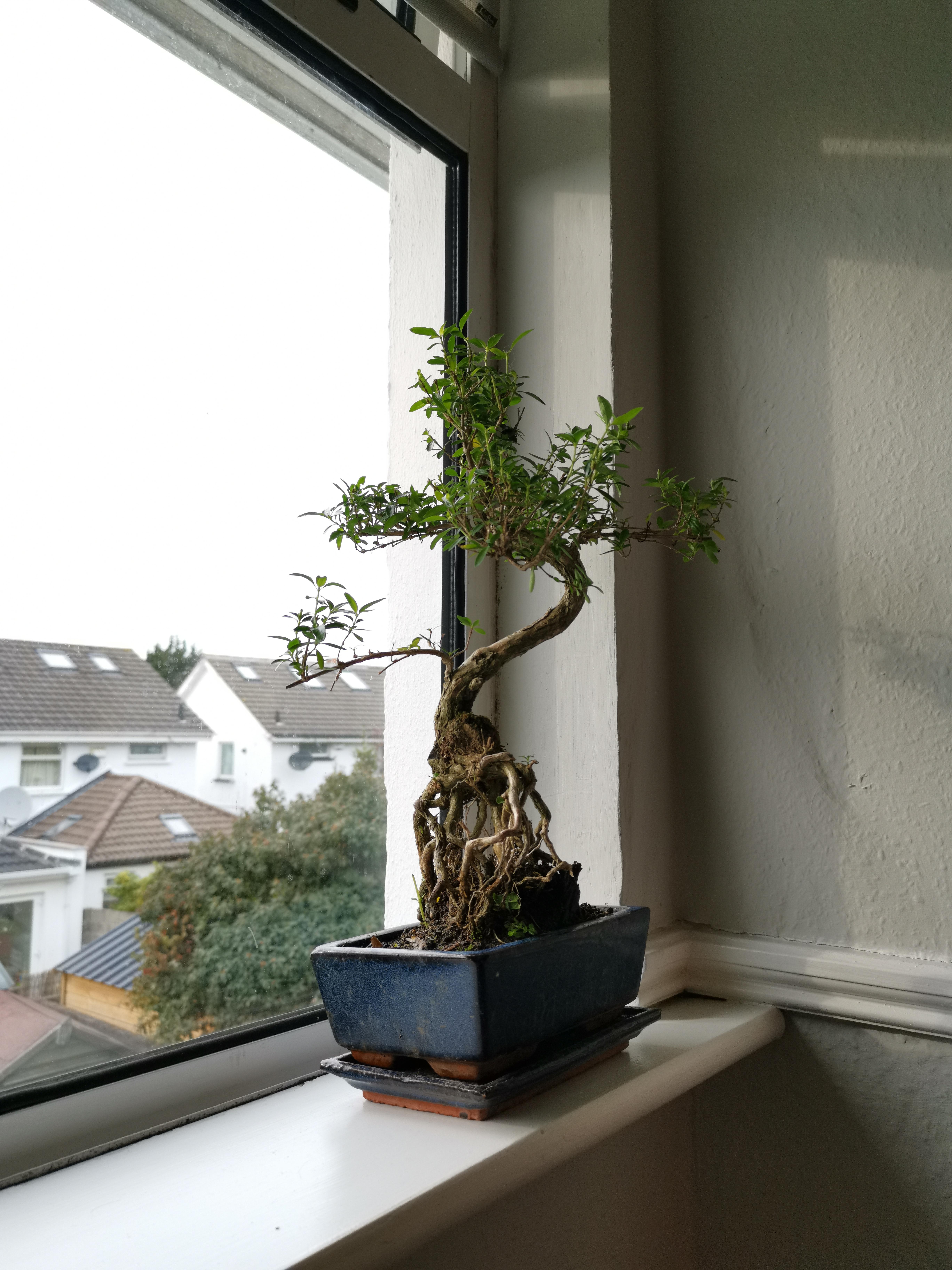 Got My First Bonsai Tree Yesterday A Serissa Foetida Any Advice For Keeping It Happy Bonsai