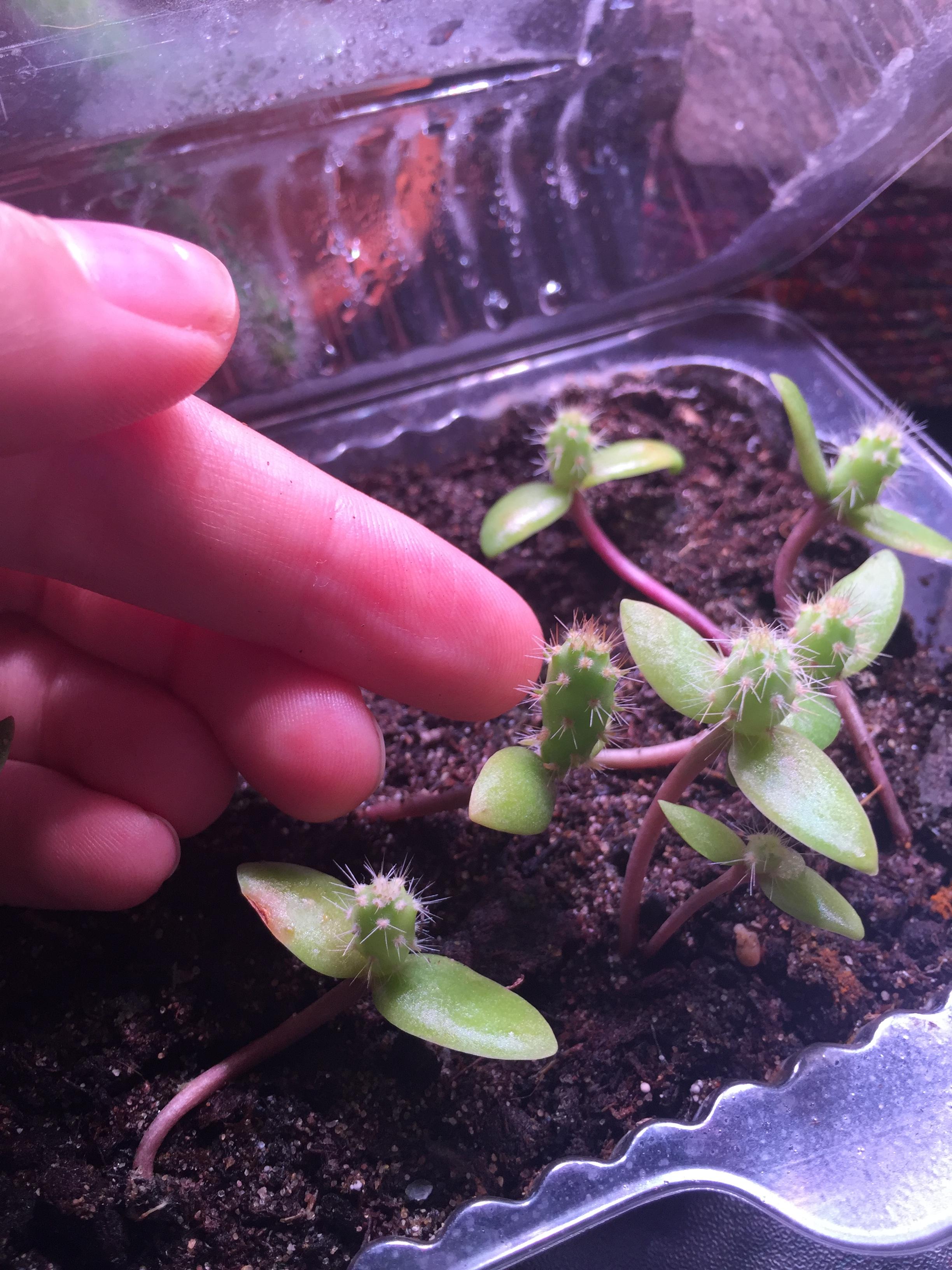 Prickly pear cactus seedling