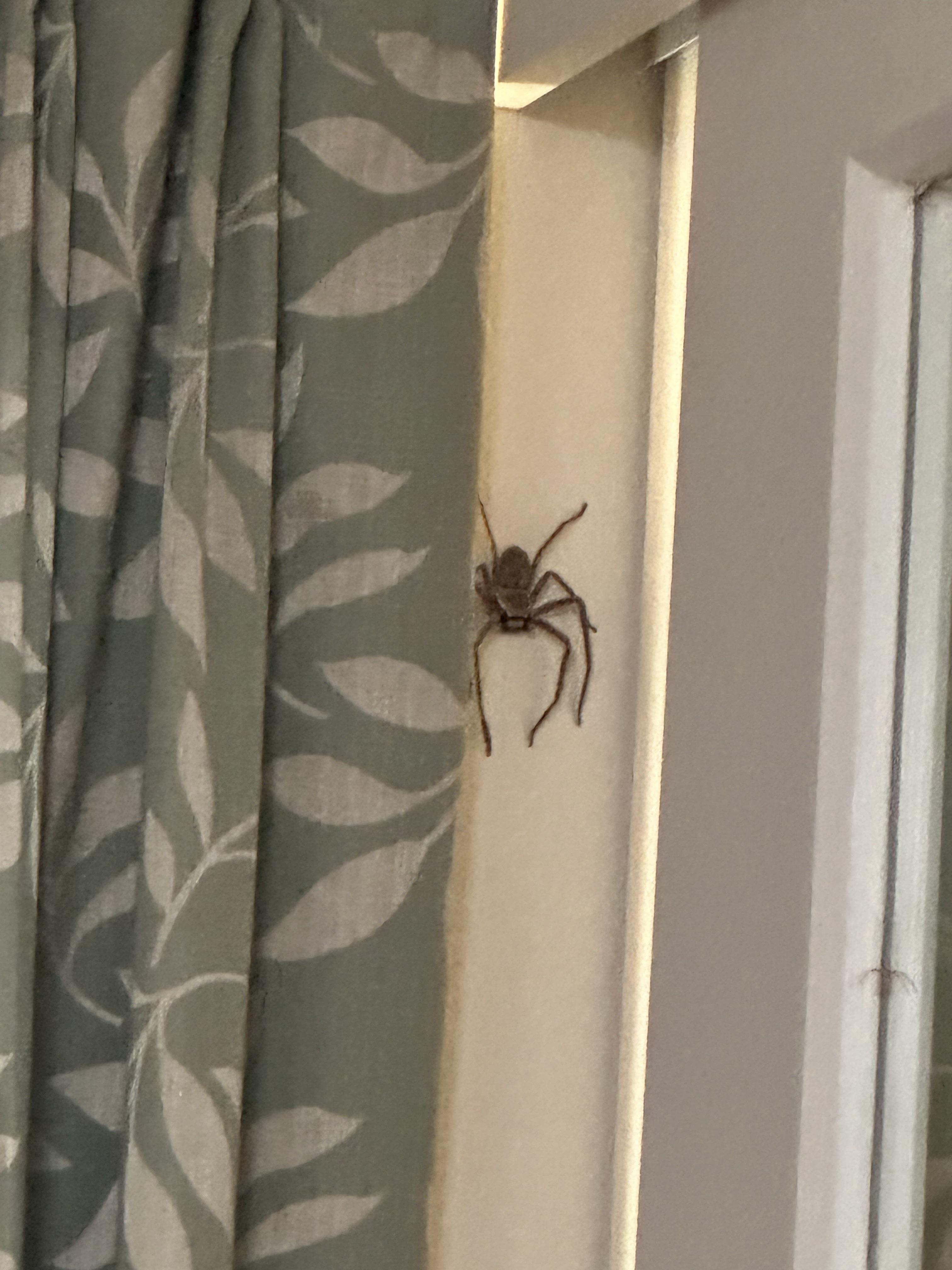 cocon araignée maison