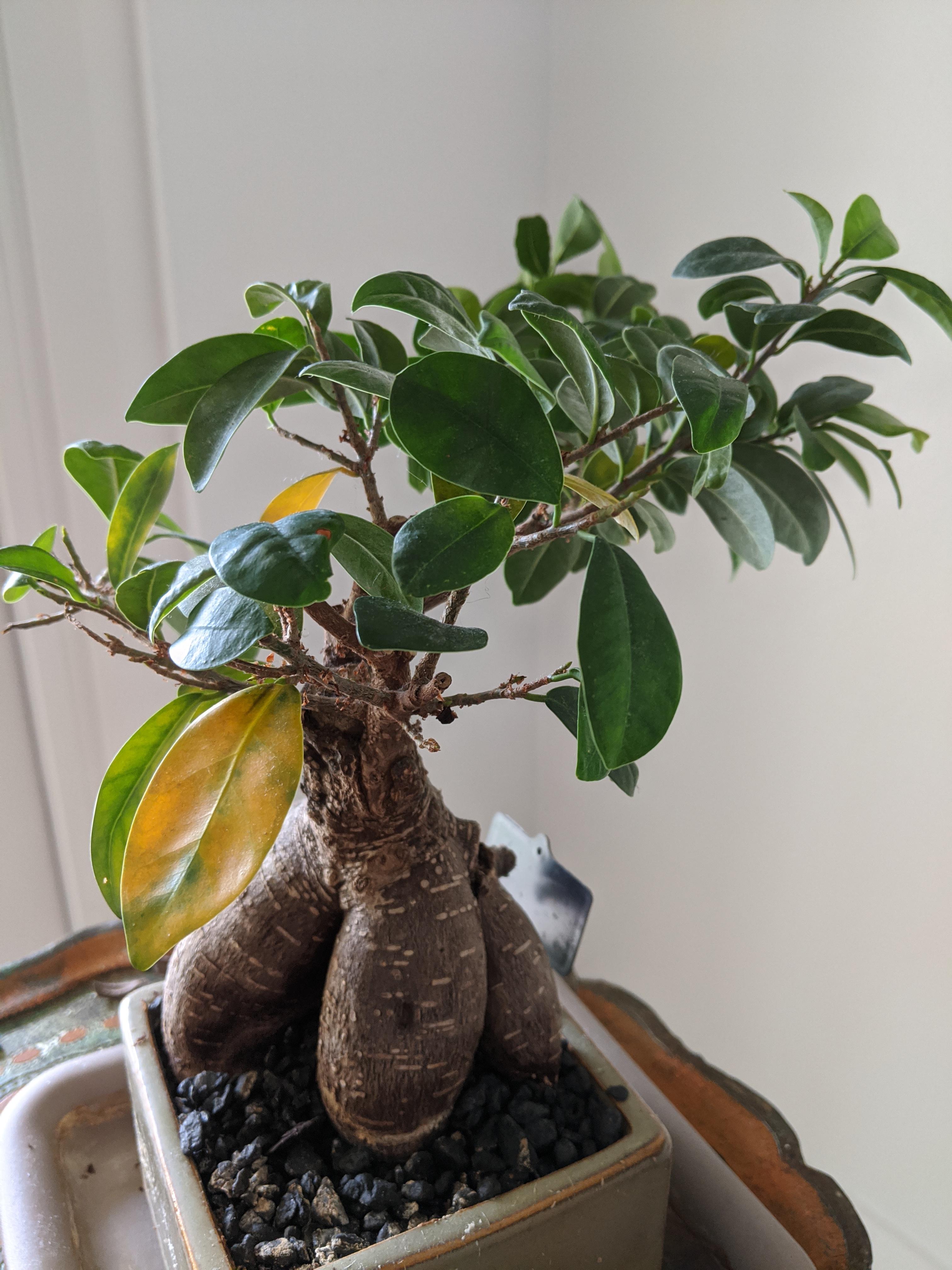 Hi Some Of The Leaves On My Ficus Microcarpa Retusa Are Turning Yellow And Falling Off Any Idea Why Plantclinic