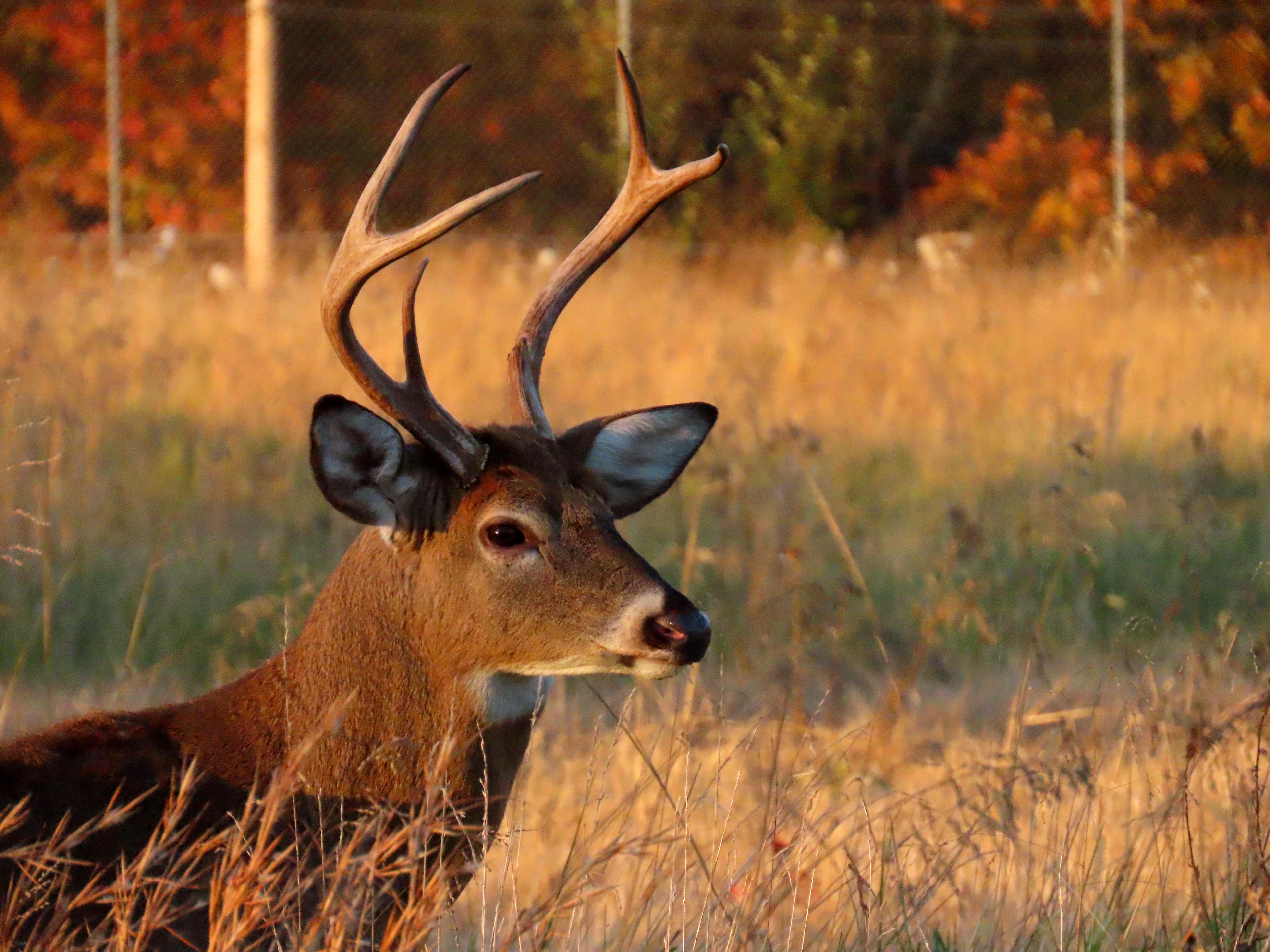 Handsome buck