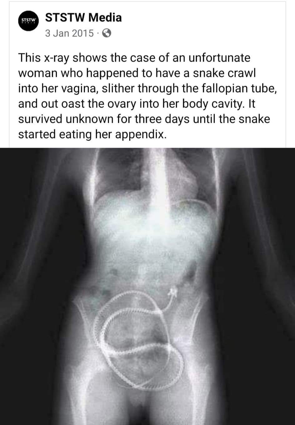 Snake inside pussy