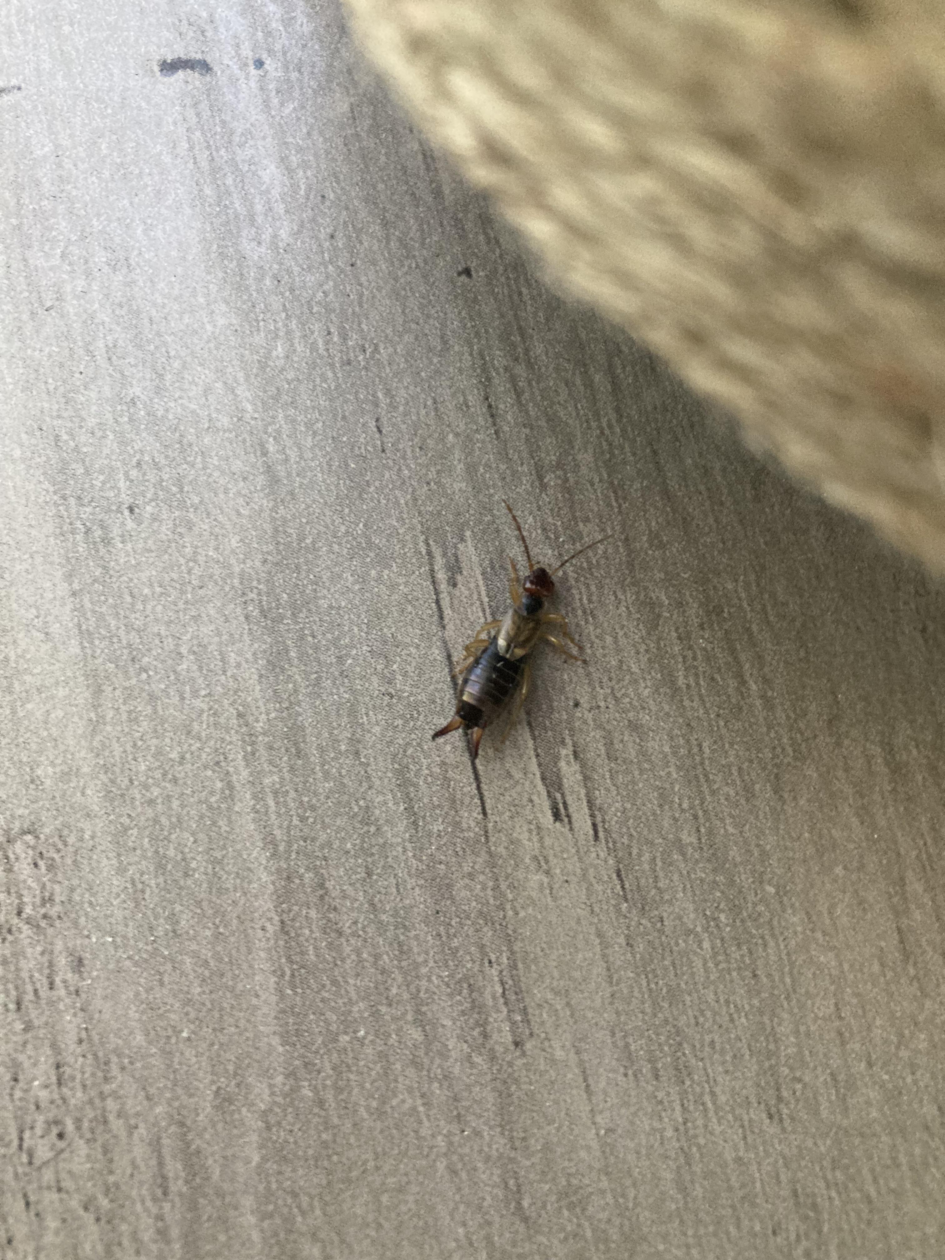 Bug with 2 stingers on tail