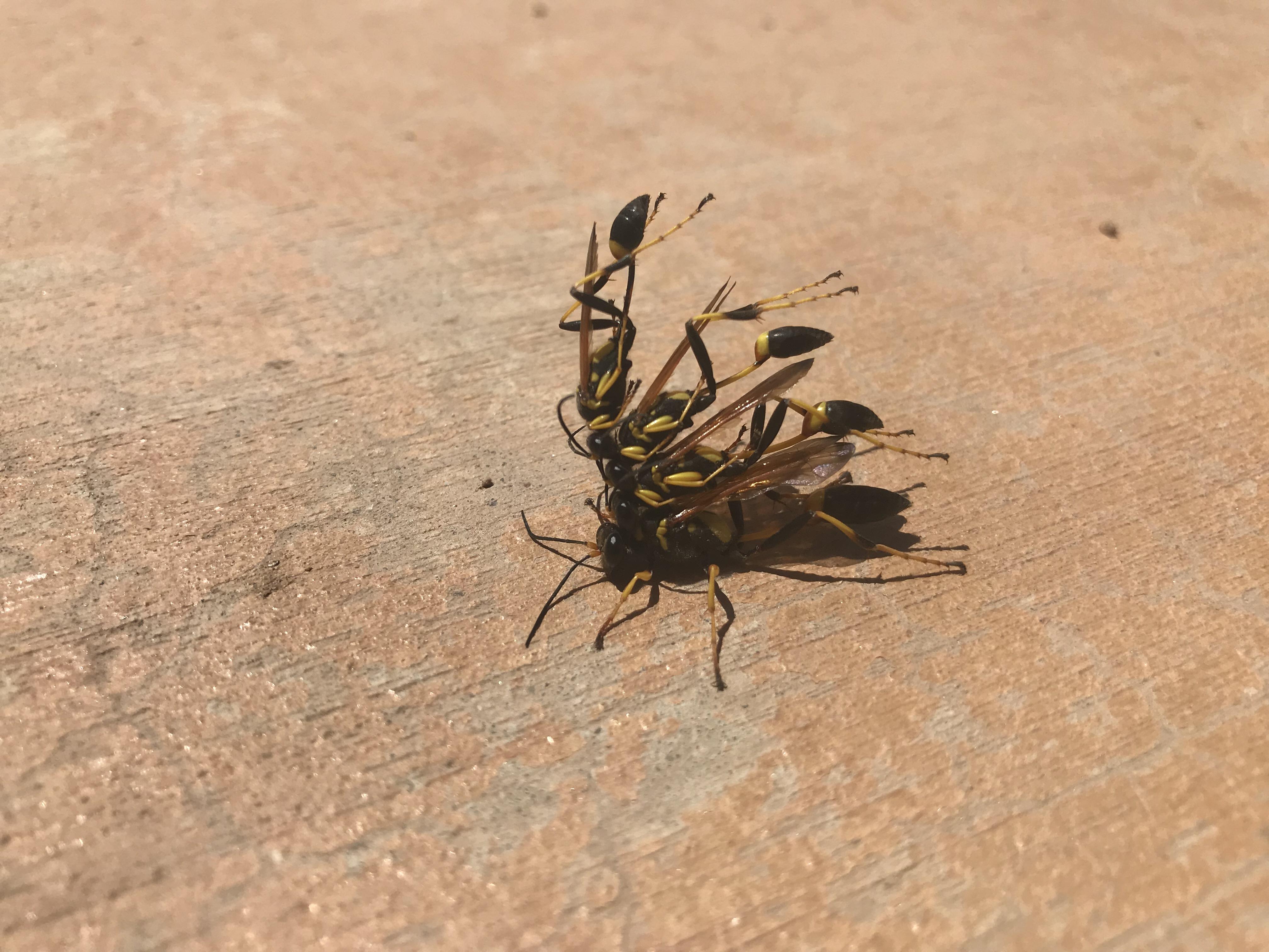 Wasps stacked on top of each other