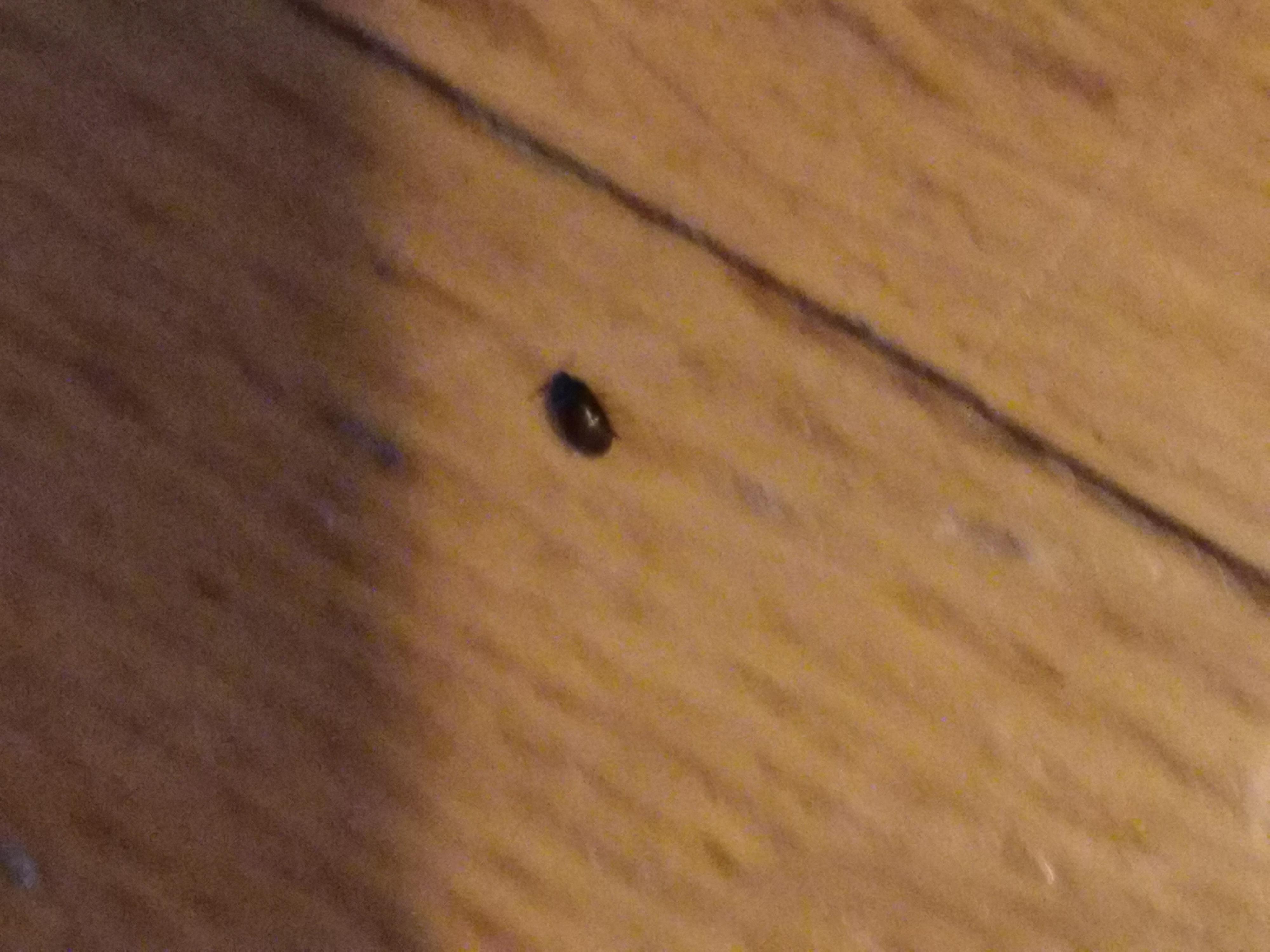 Bed bugs wood floors