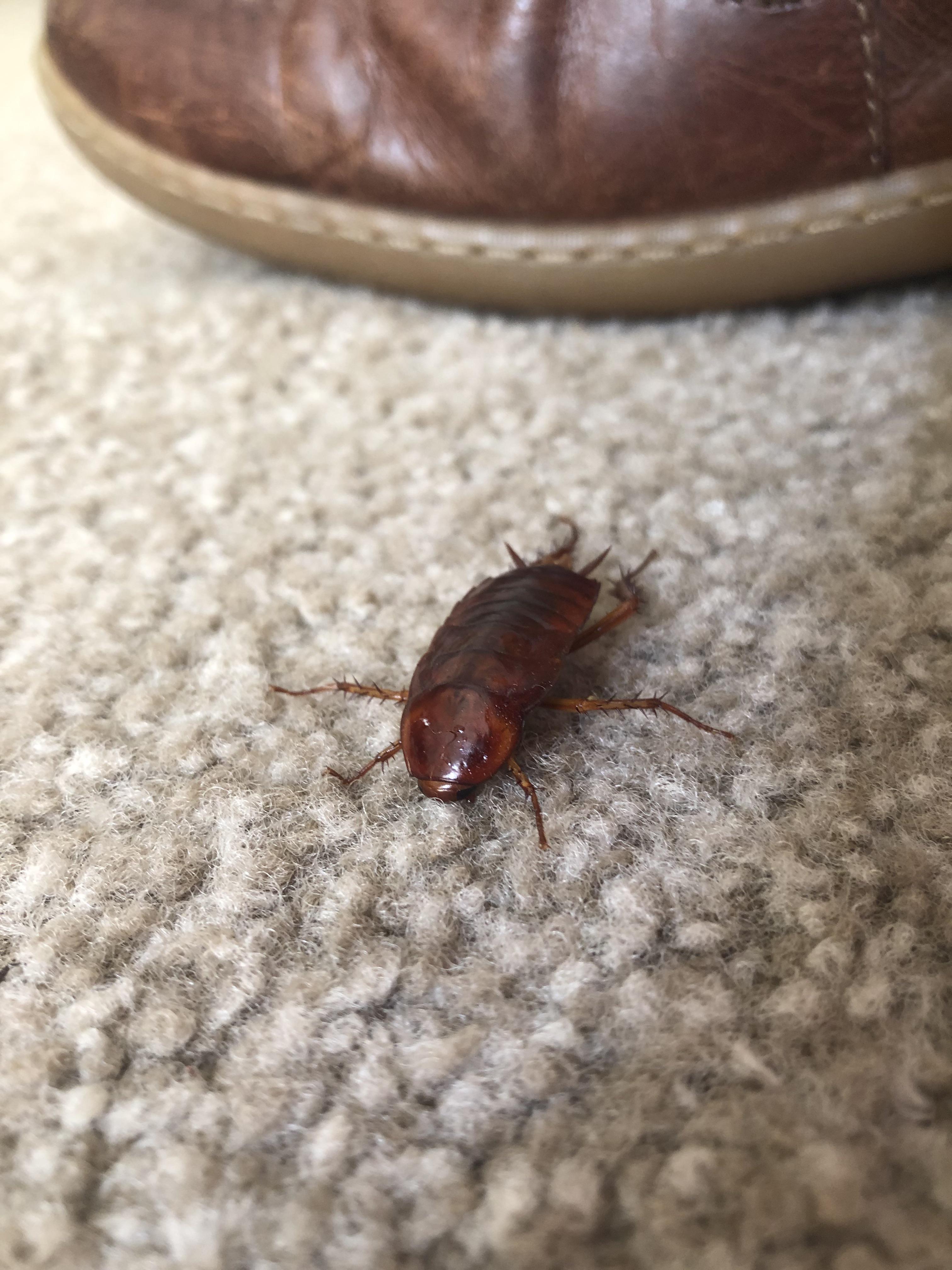 Squish cockroach