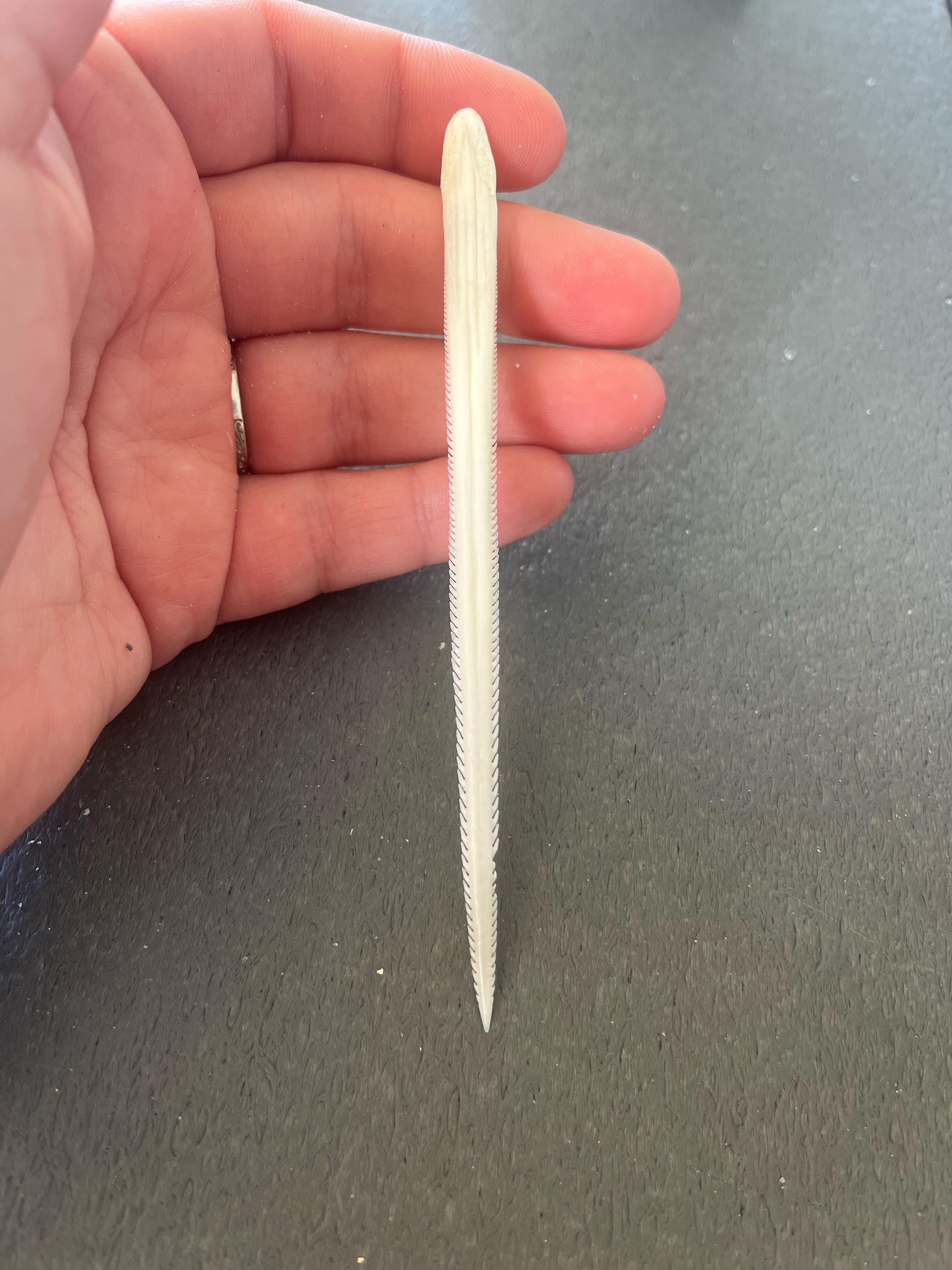 Found at Oak Island in North Carolina in the surf. It feelslooks like a bone with sharp barbs. : rwhatisthisbone Stingray barb photo