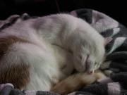 Why he do this? : rcats  0