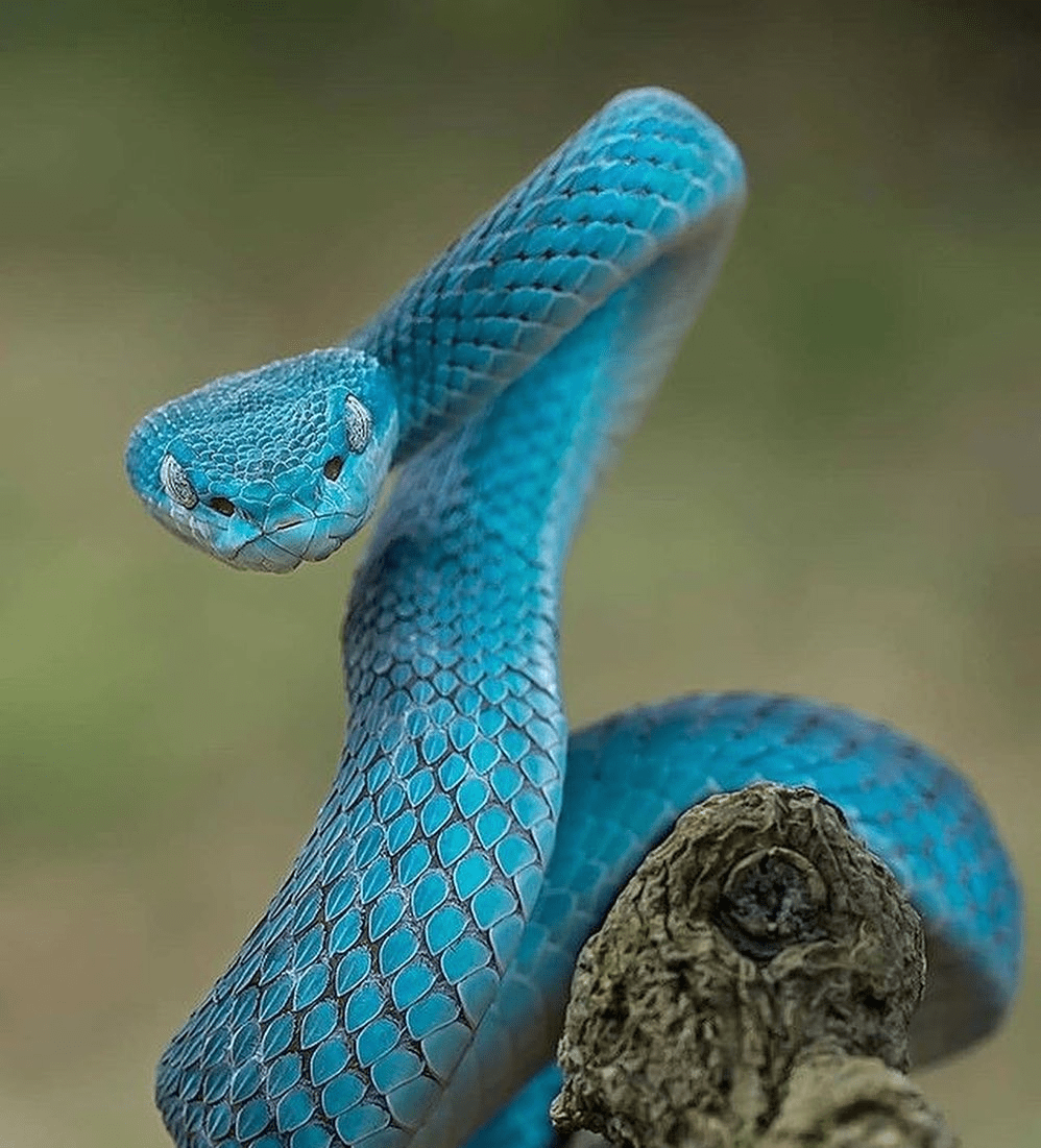 🔥 Blue Pit Viper Is Piercingly Blue.... Well Everywhere. : R/Natureisfuckinglit 1101_x_998_png