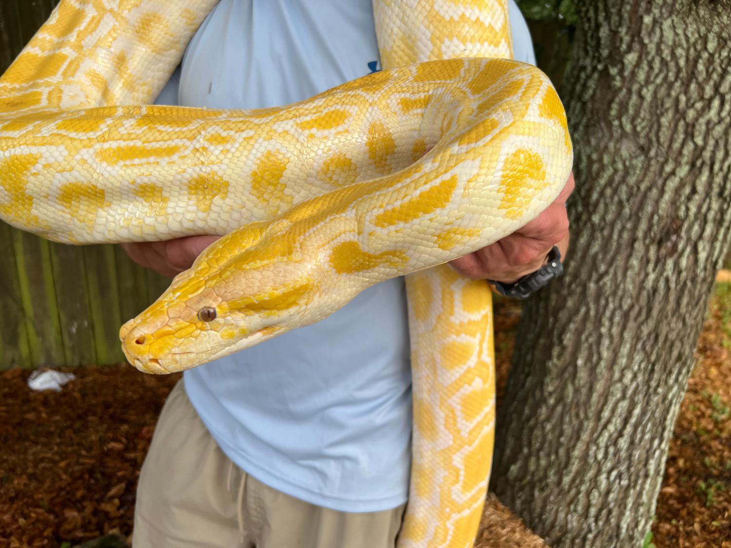 Burmese python albino