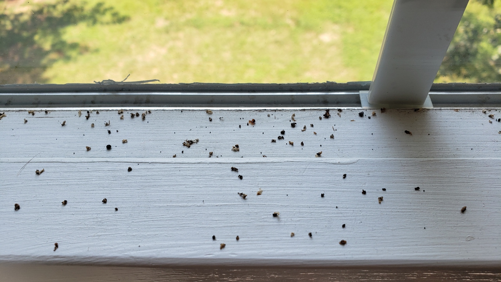 Ants in window sill