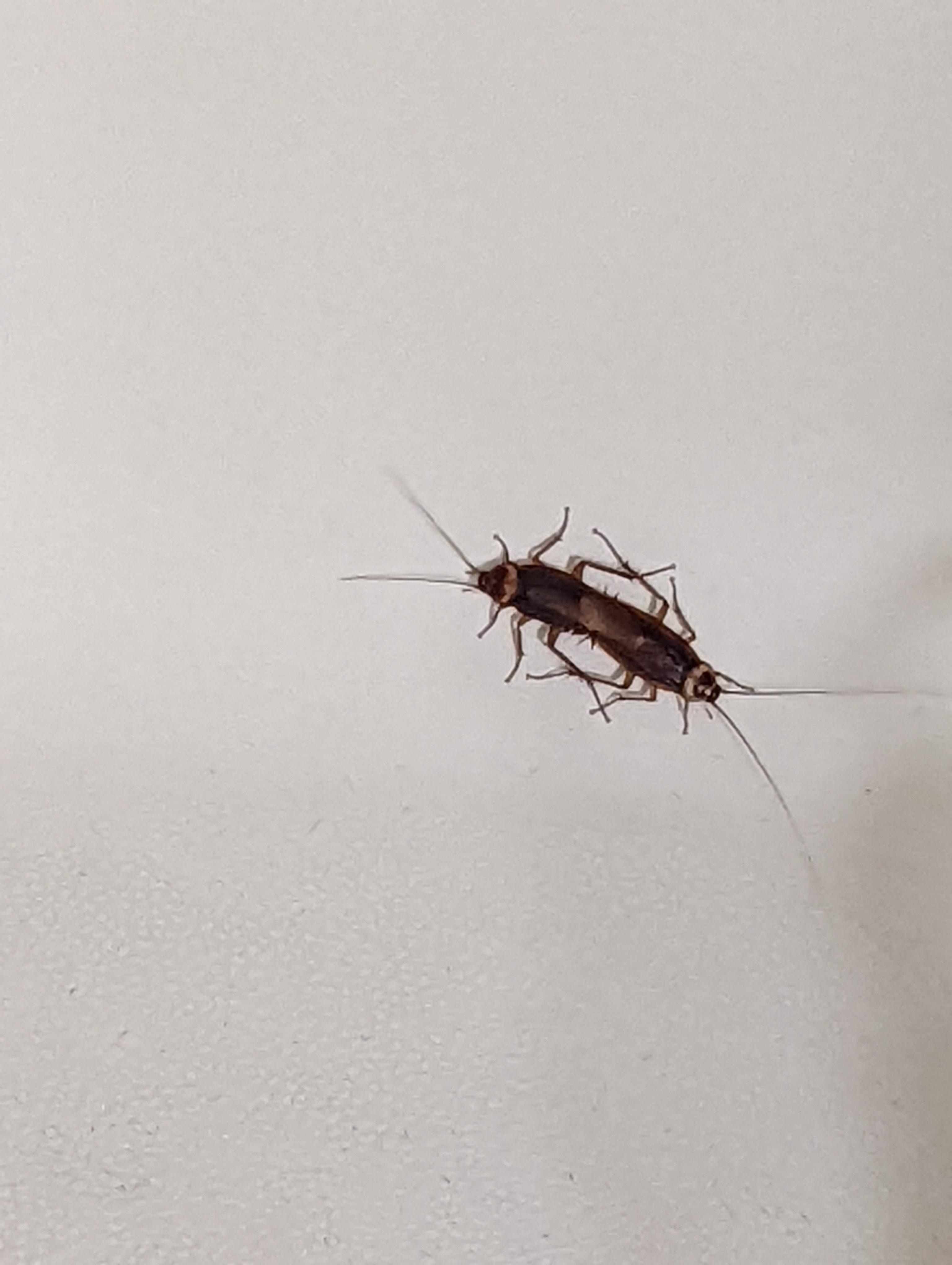 Bugs that look like baby roaches