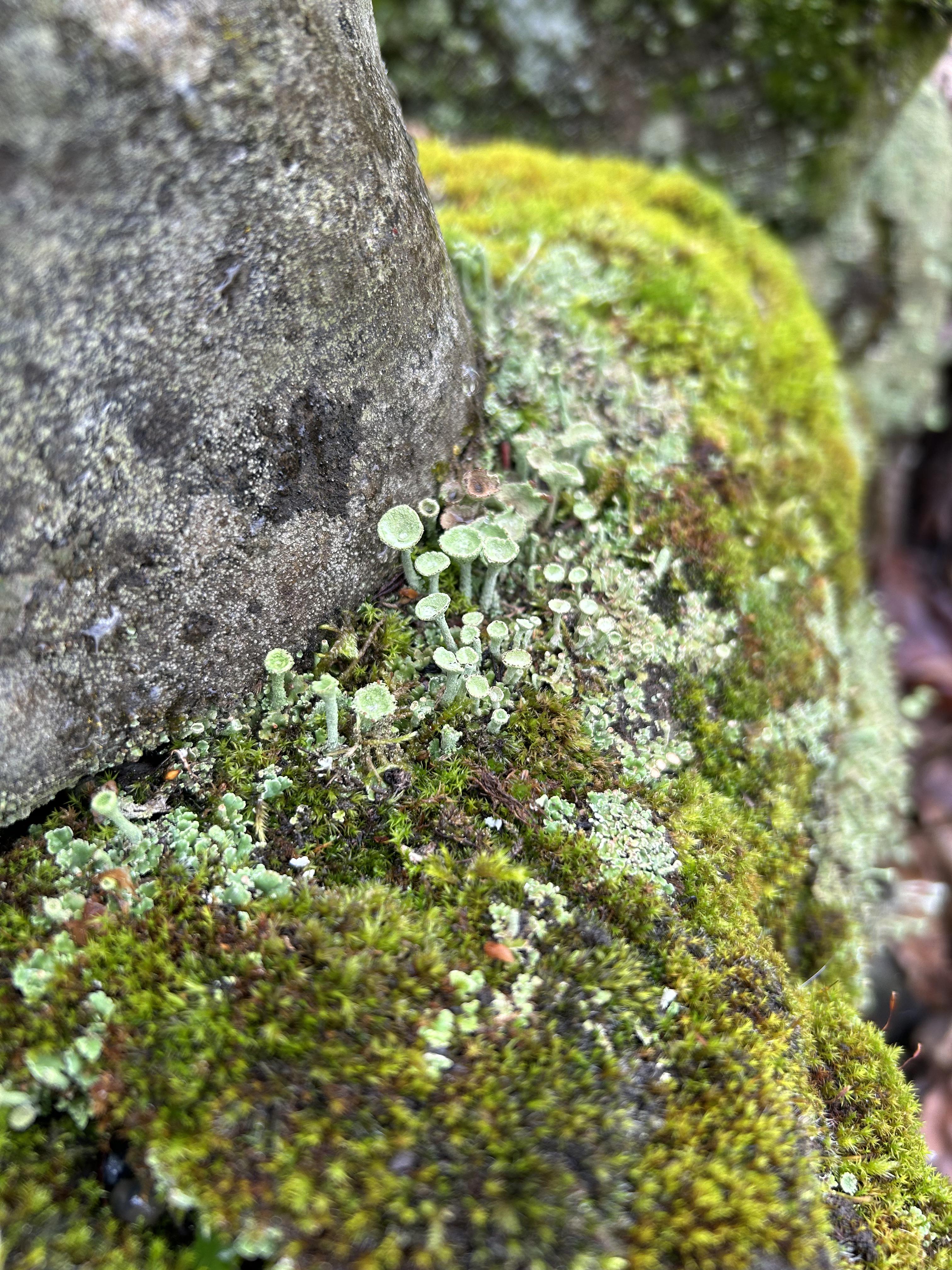Lil cuties in my neighborhood : rmycology