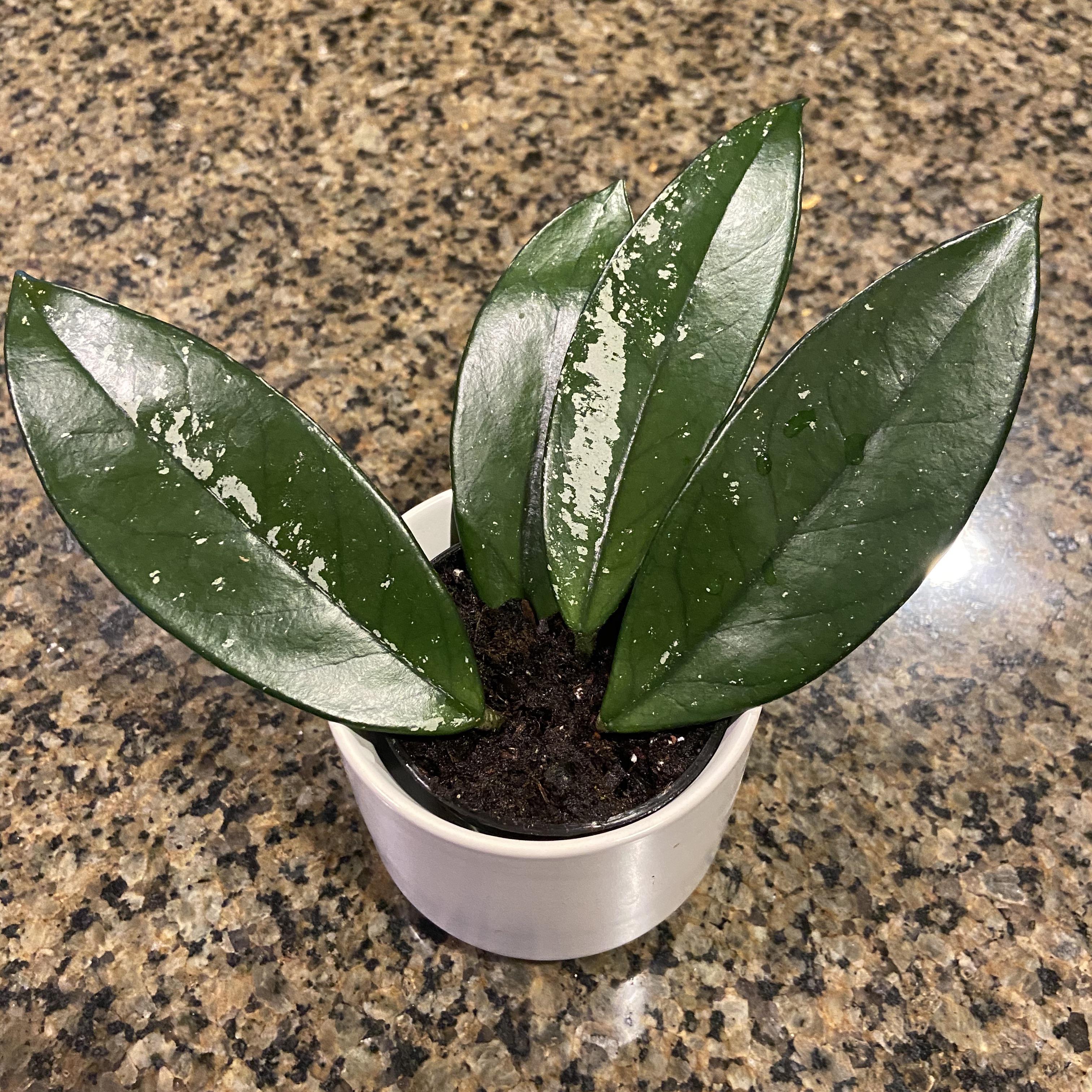 Hoya Pubicalyx Or Hoya Carnosa I Don T Know How To Tell The Difference Between The Two Houseplants