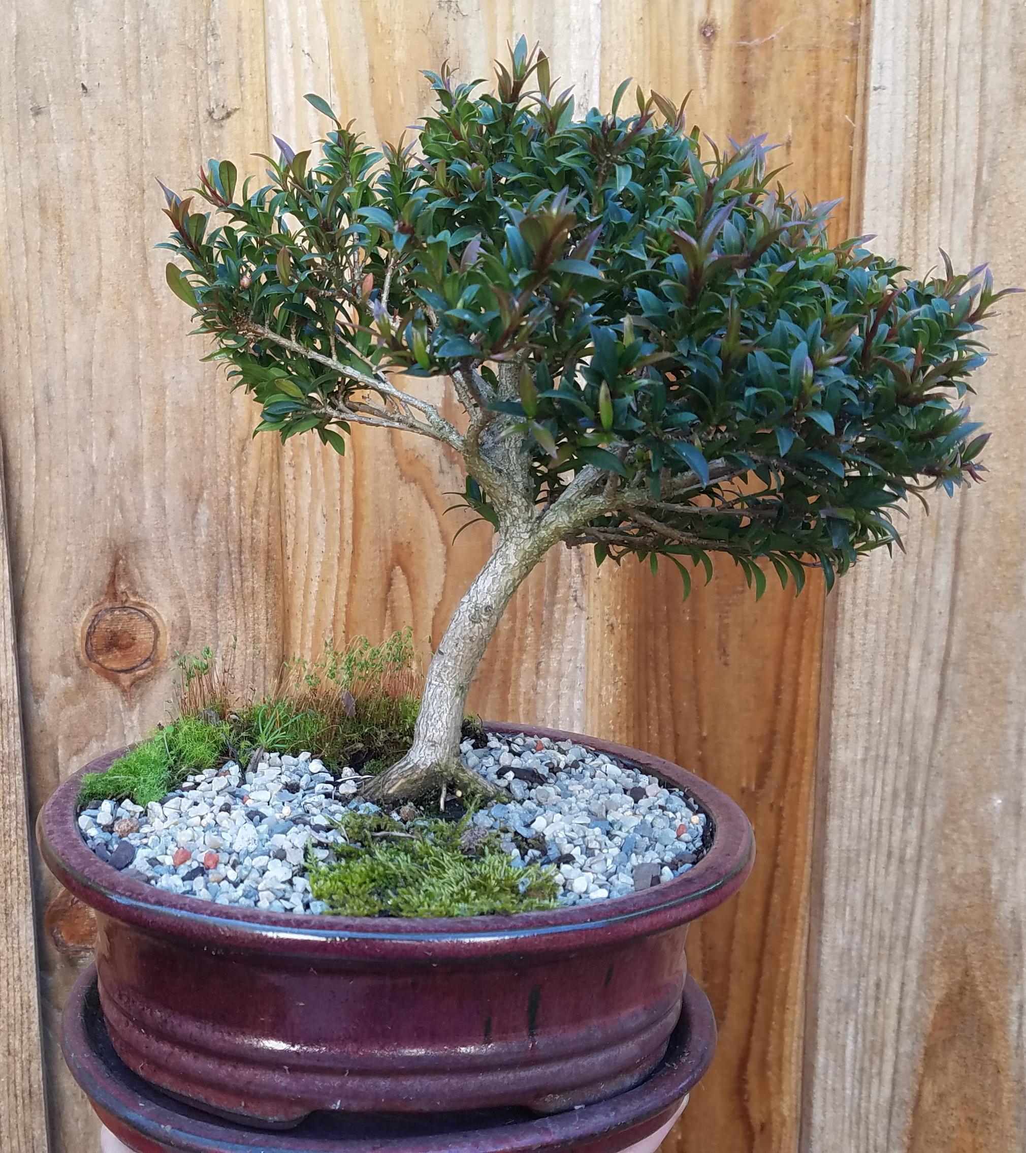 Replanted A Dwarf Shrub Of Mine Miniature Brush Cherry Eugenia Myrtifolia Nanum Today Bonsai