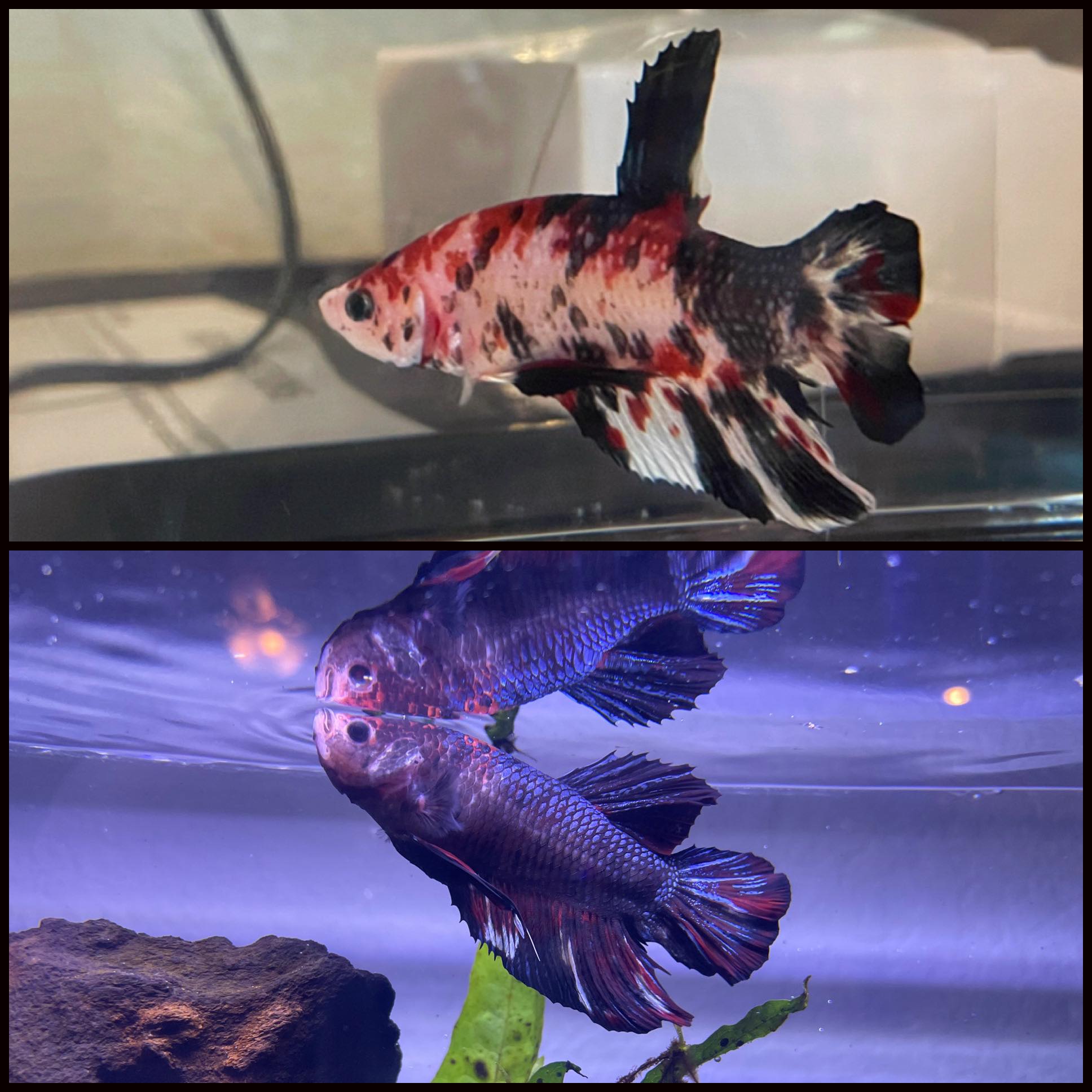 Bettafish reddit