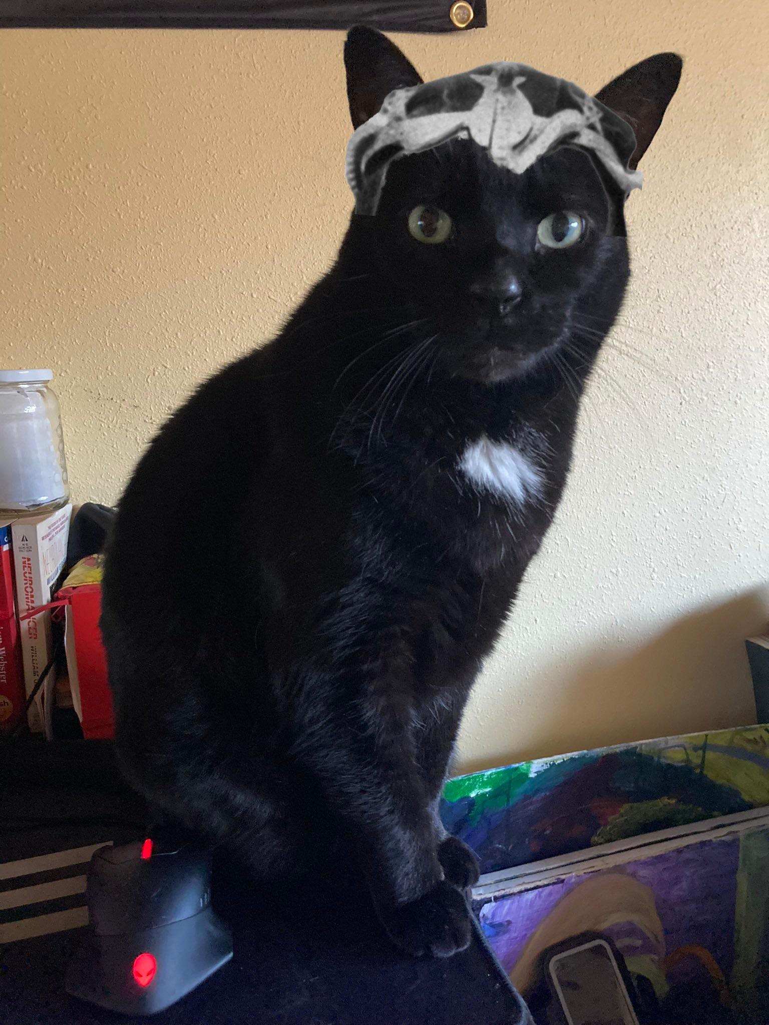 Ive noticed that several other black cats have the white patch on the  chest like ours : rblackcats