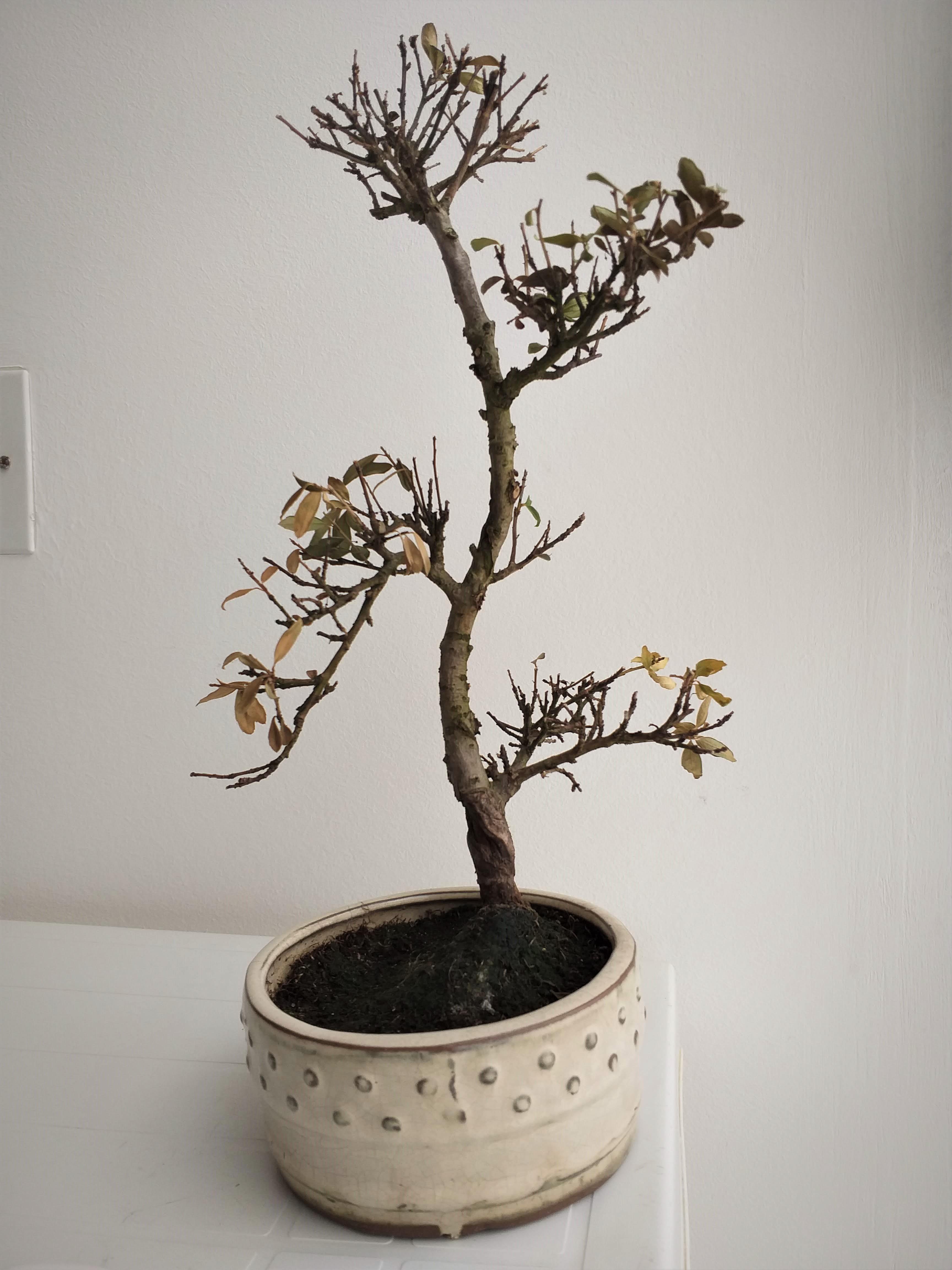 Is My Serissa Foetida Dying Or Is It Normal For It To Shed All The Leaves During Winter Bonsai