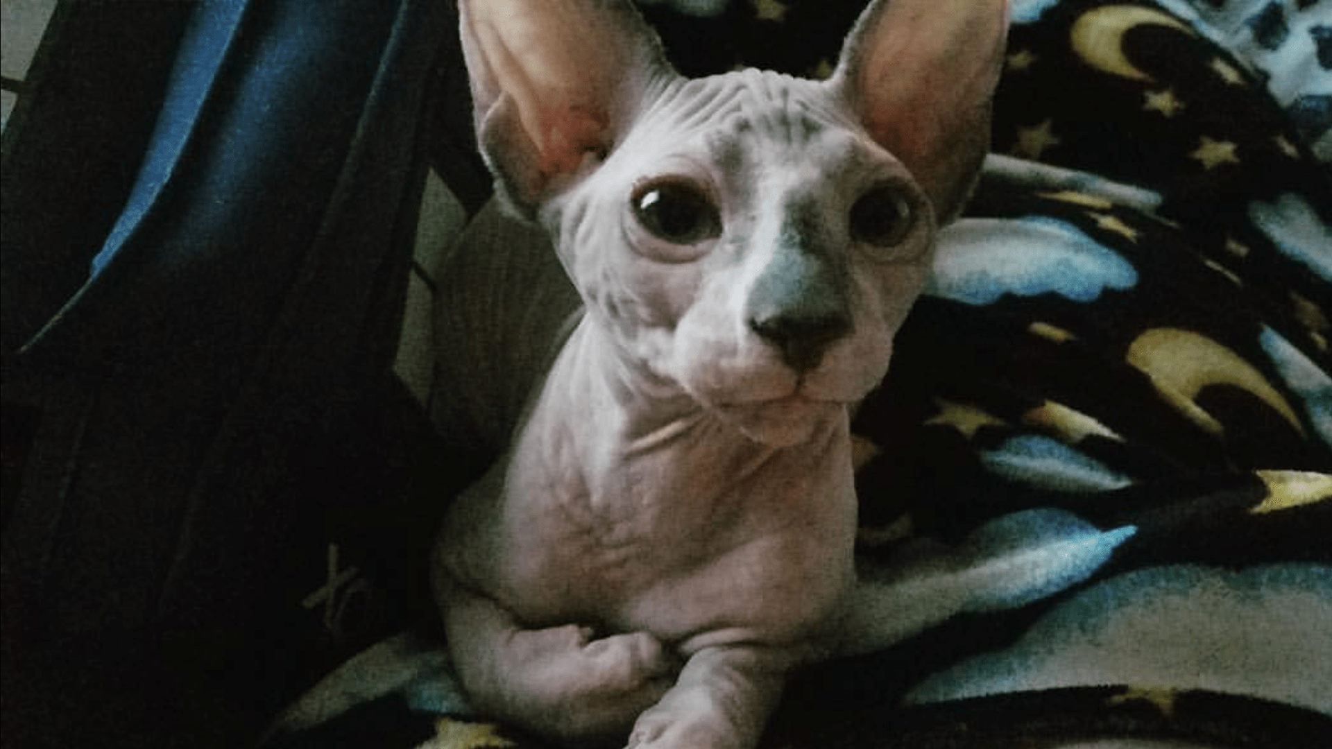 Baby Lex and his big eyes : rsphynx Lexbaby00