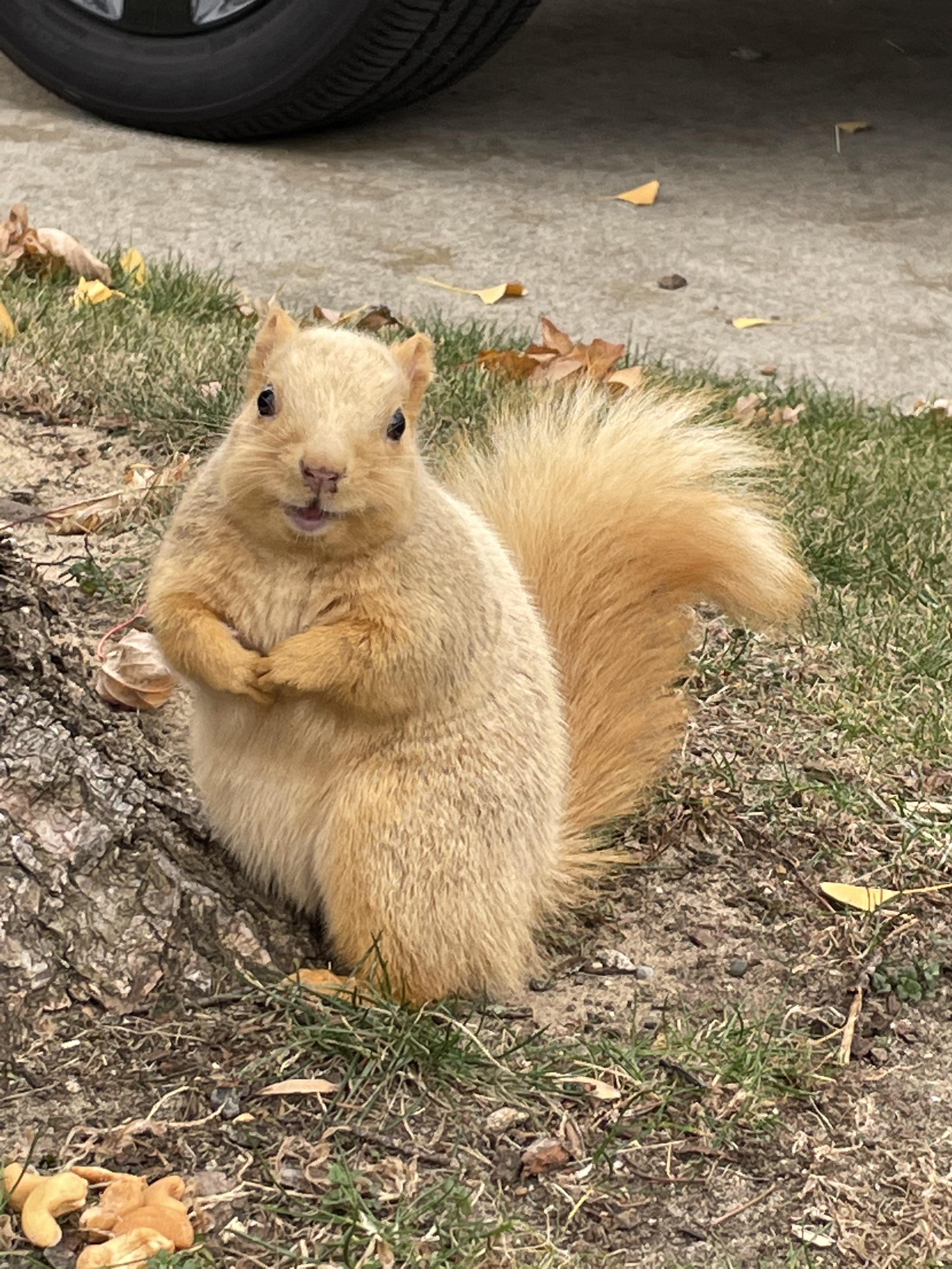 Blonde squirrel