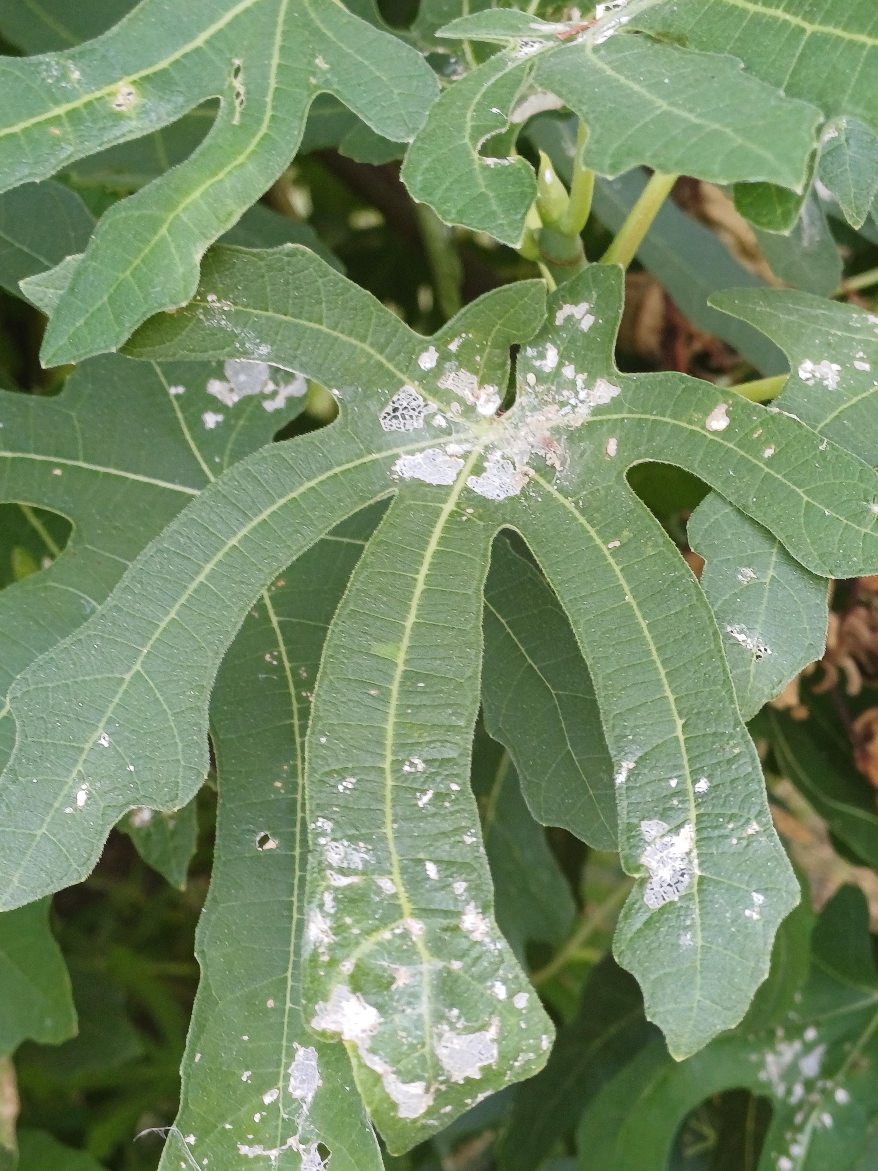 Maladie des feuilles du figuier