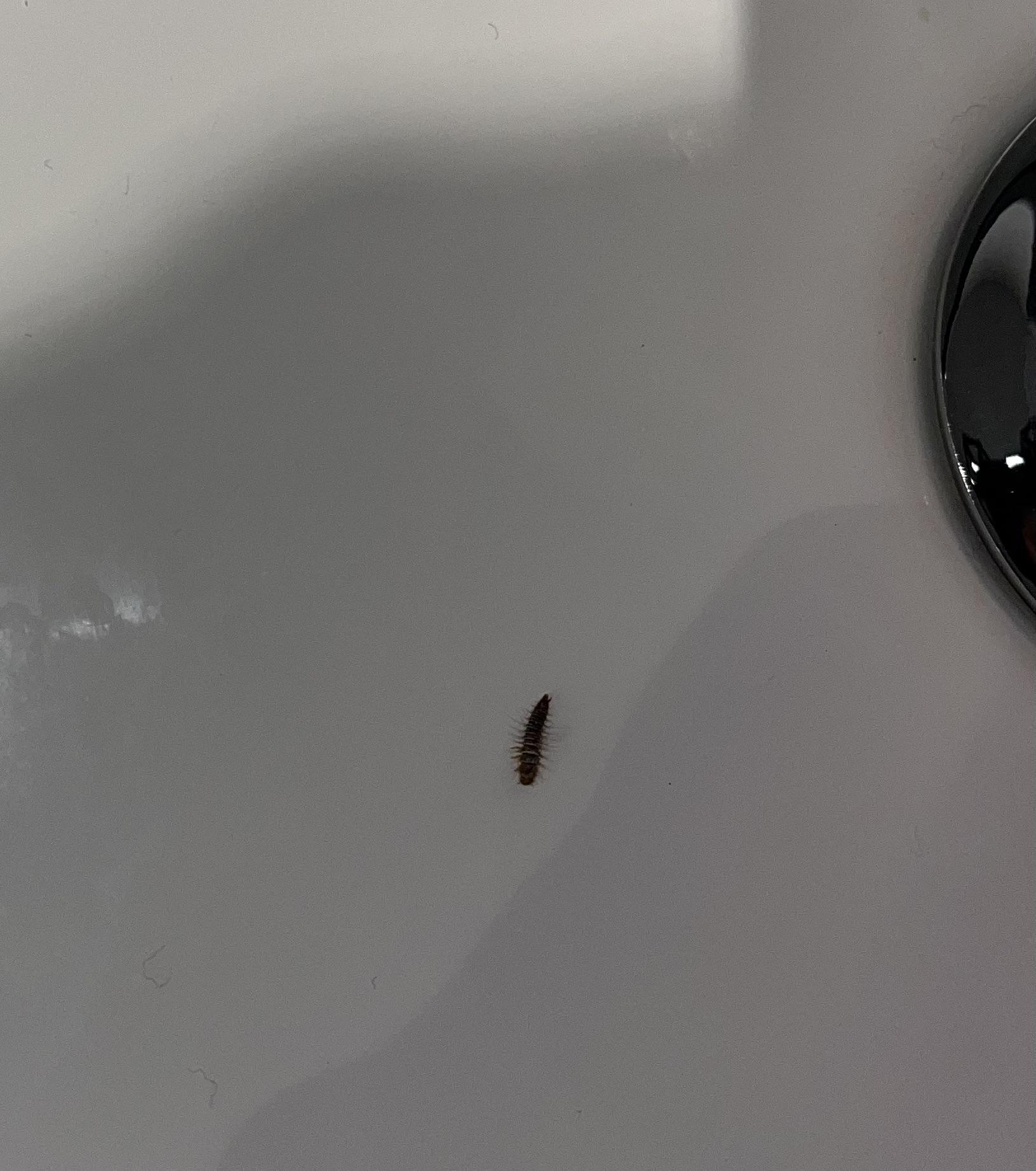 Кожеед личинка