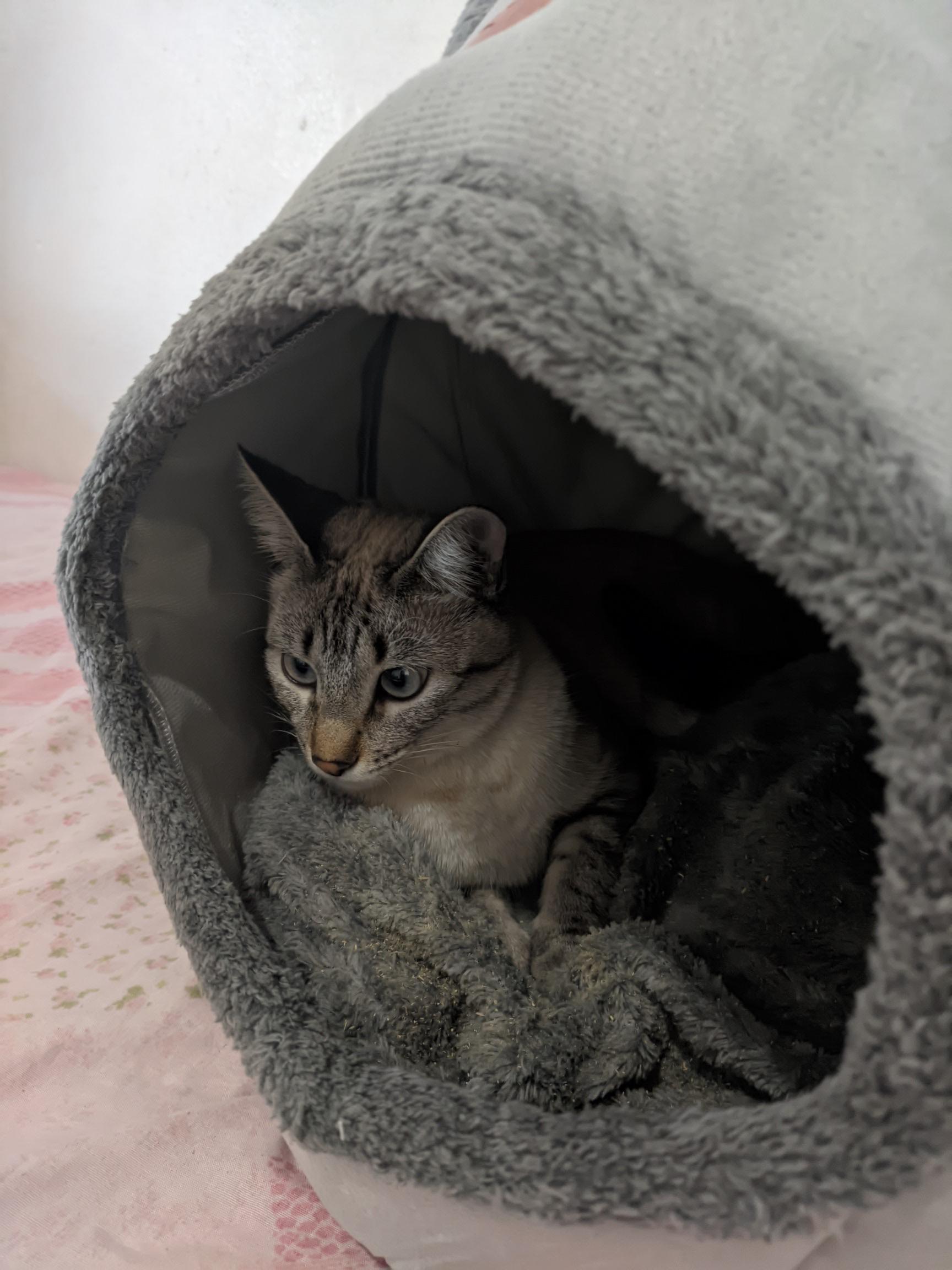 Sonhar Com Xixi De Gato