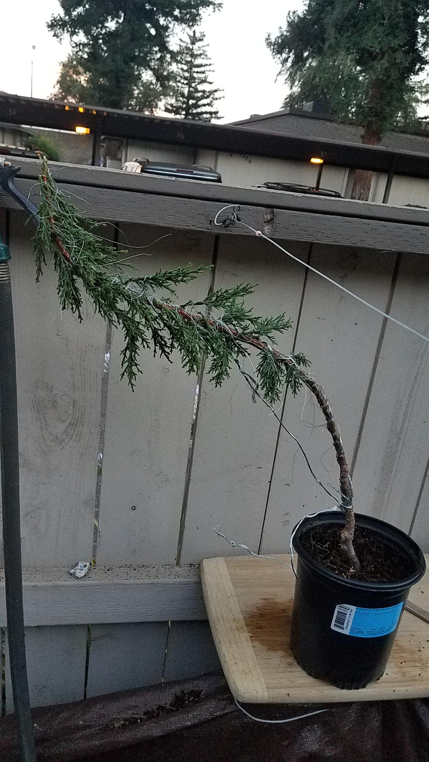 Did I Kill This Italian Cypress My First Attempt At A Bonsai Tree Bonsai