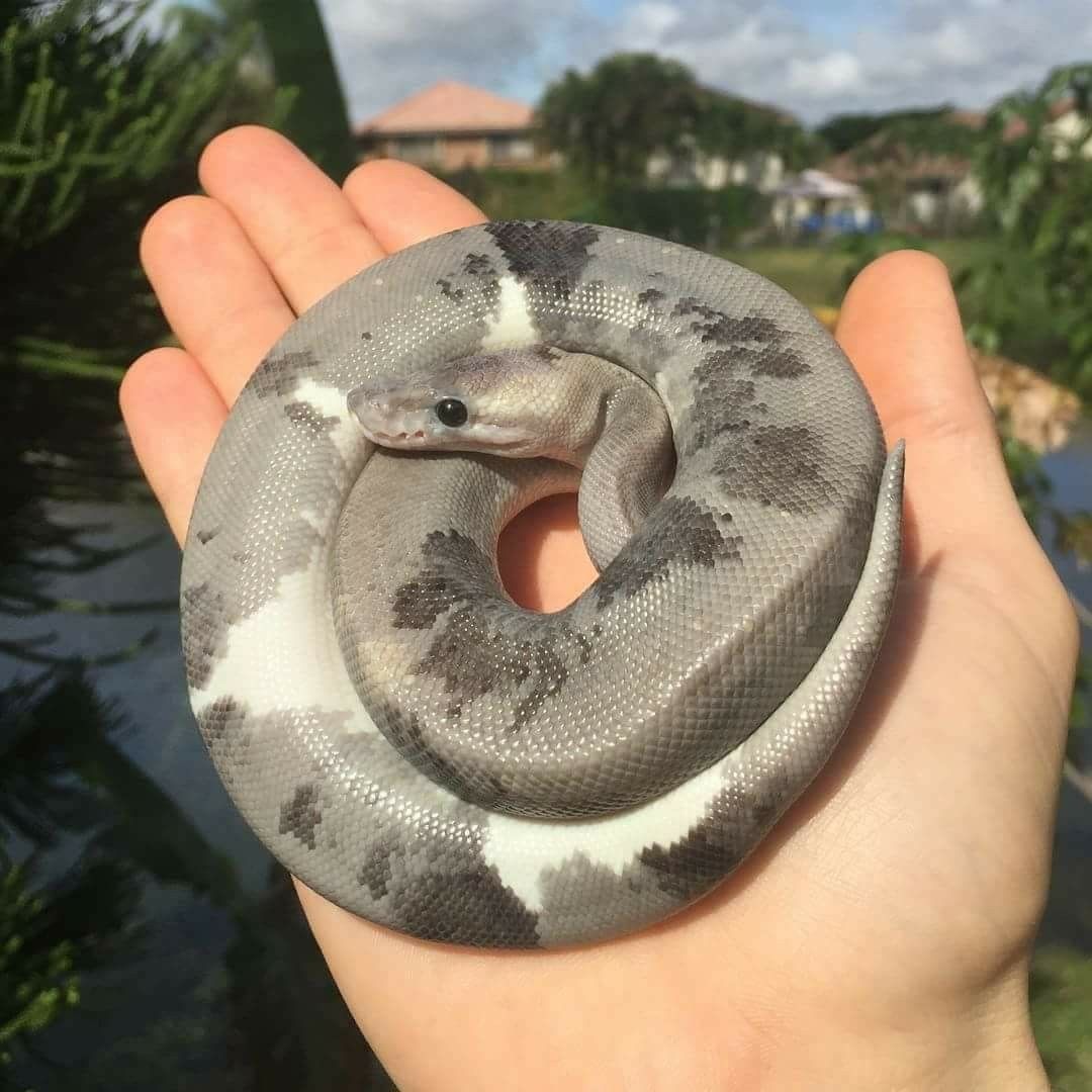 Grey ball python