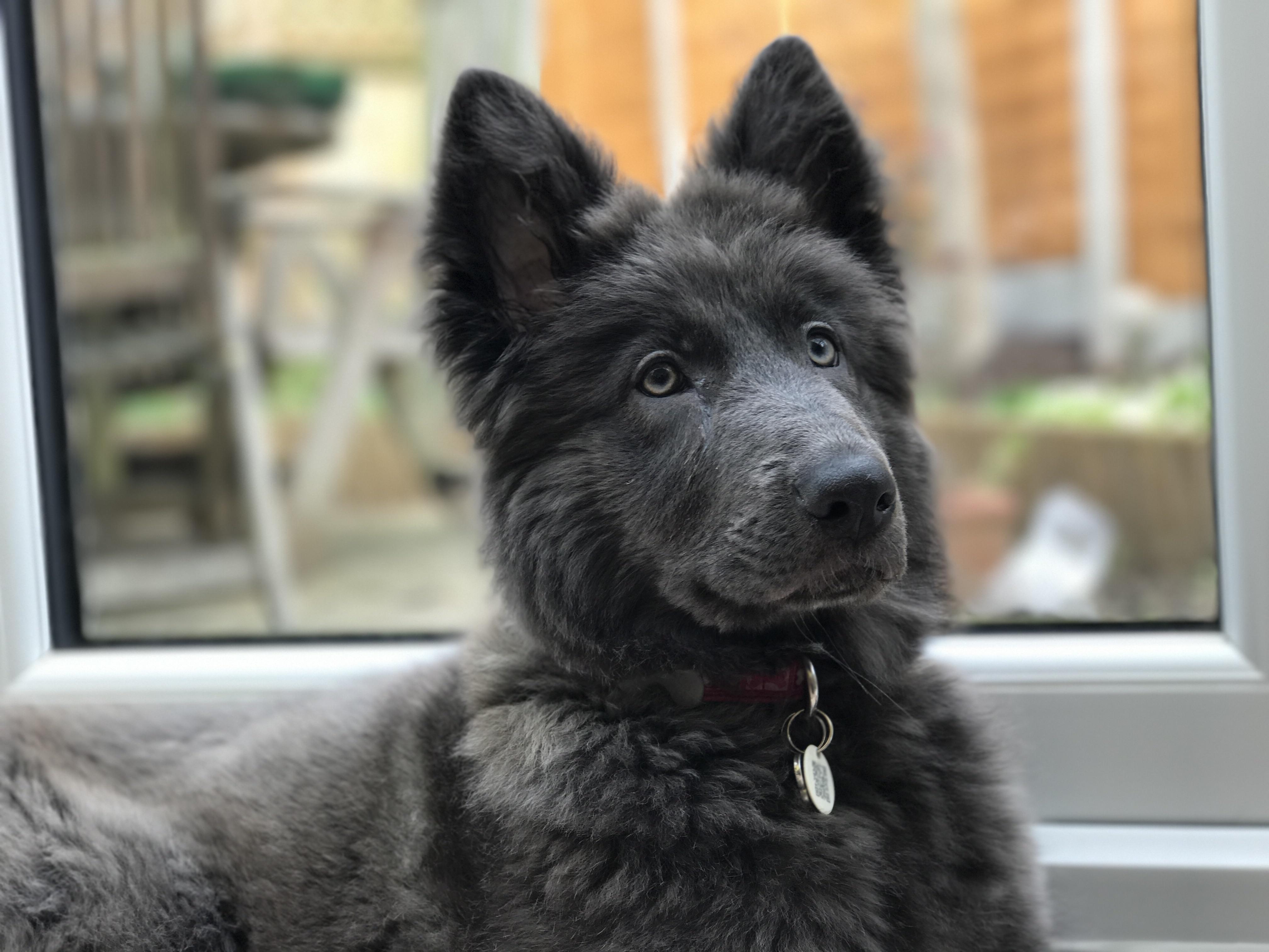 Blue german shepherd