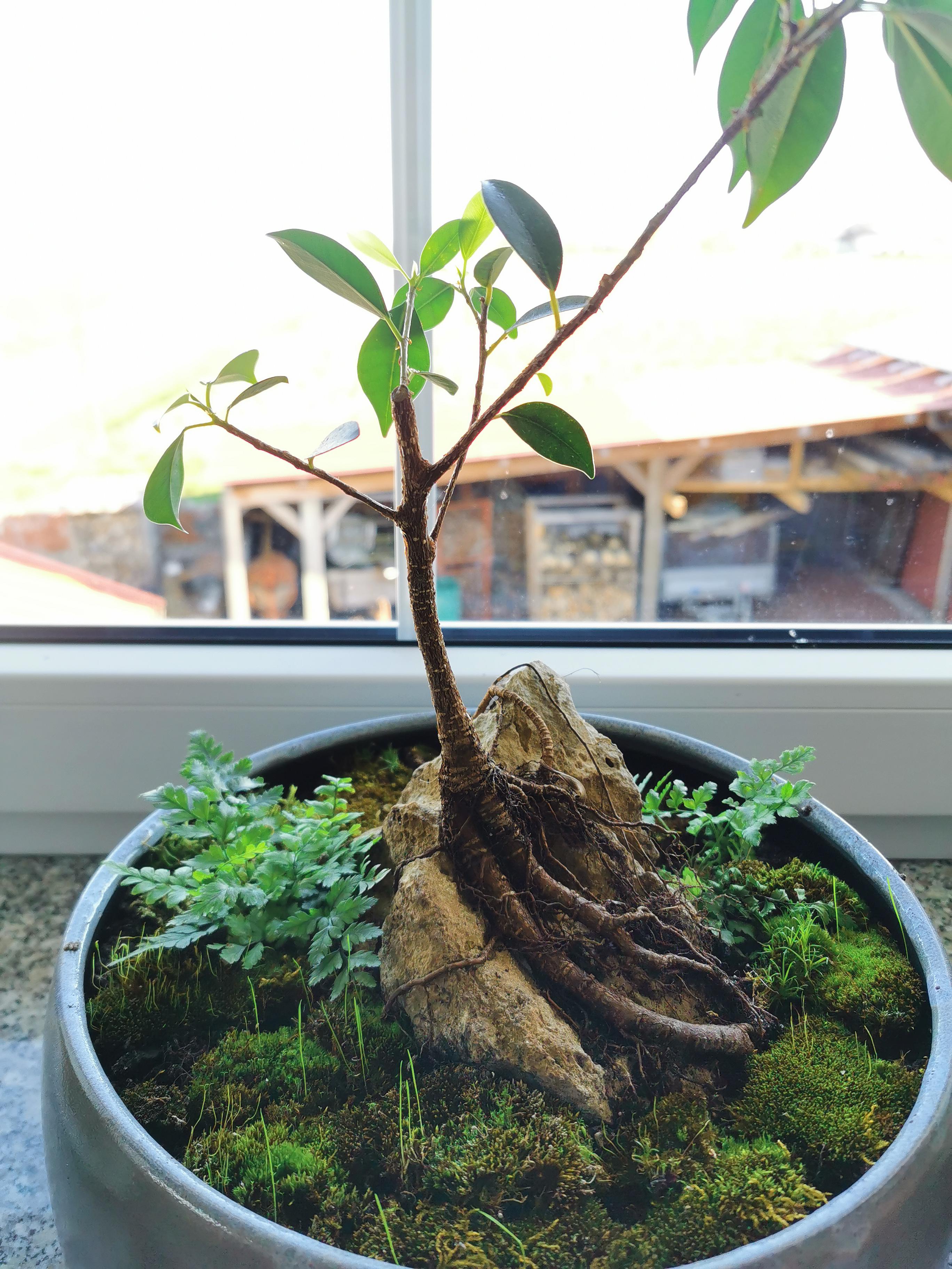 How to grow a bonsai tree on a rock