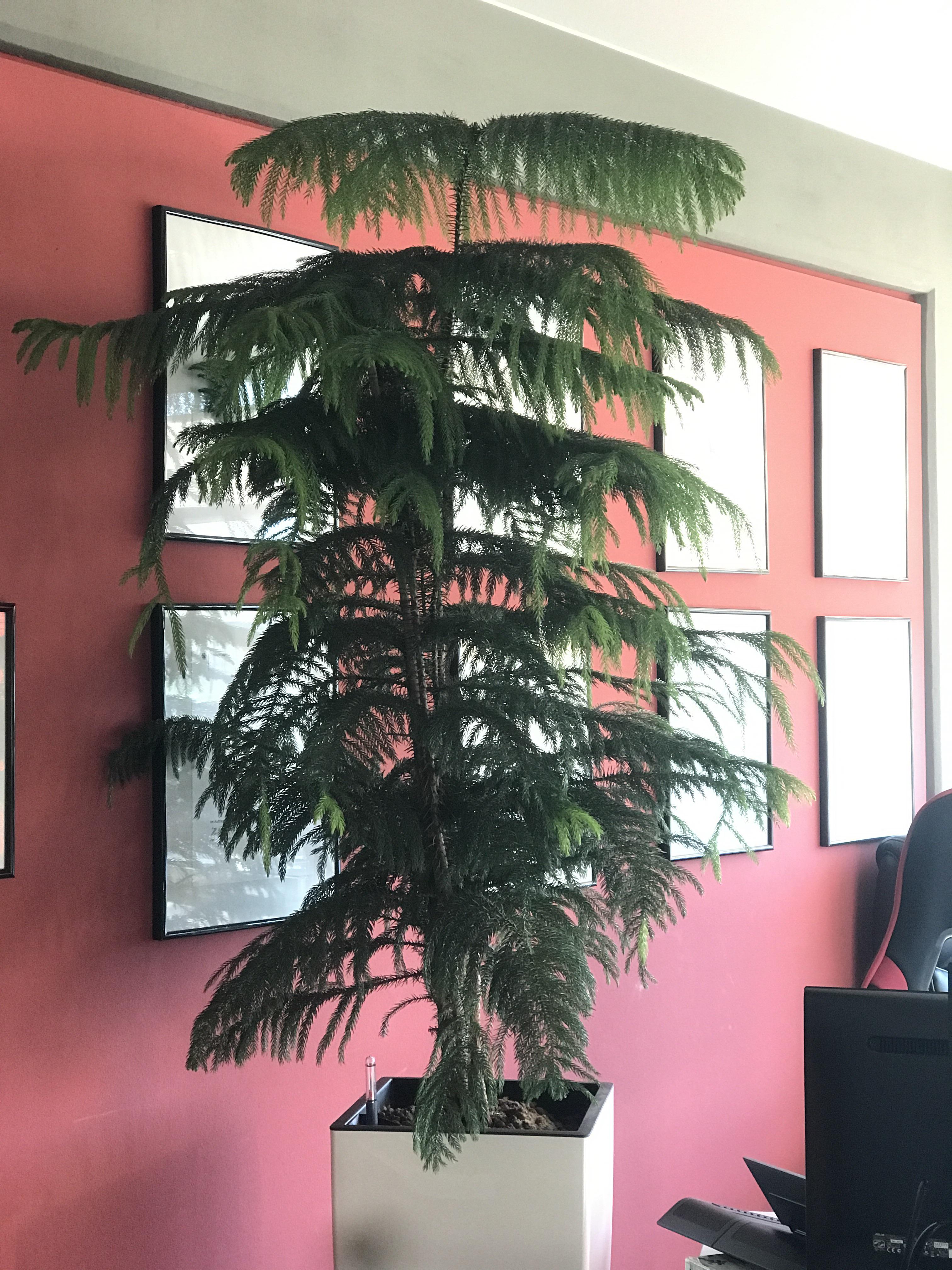 Money tree plant wikipedia