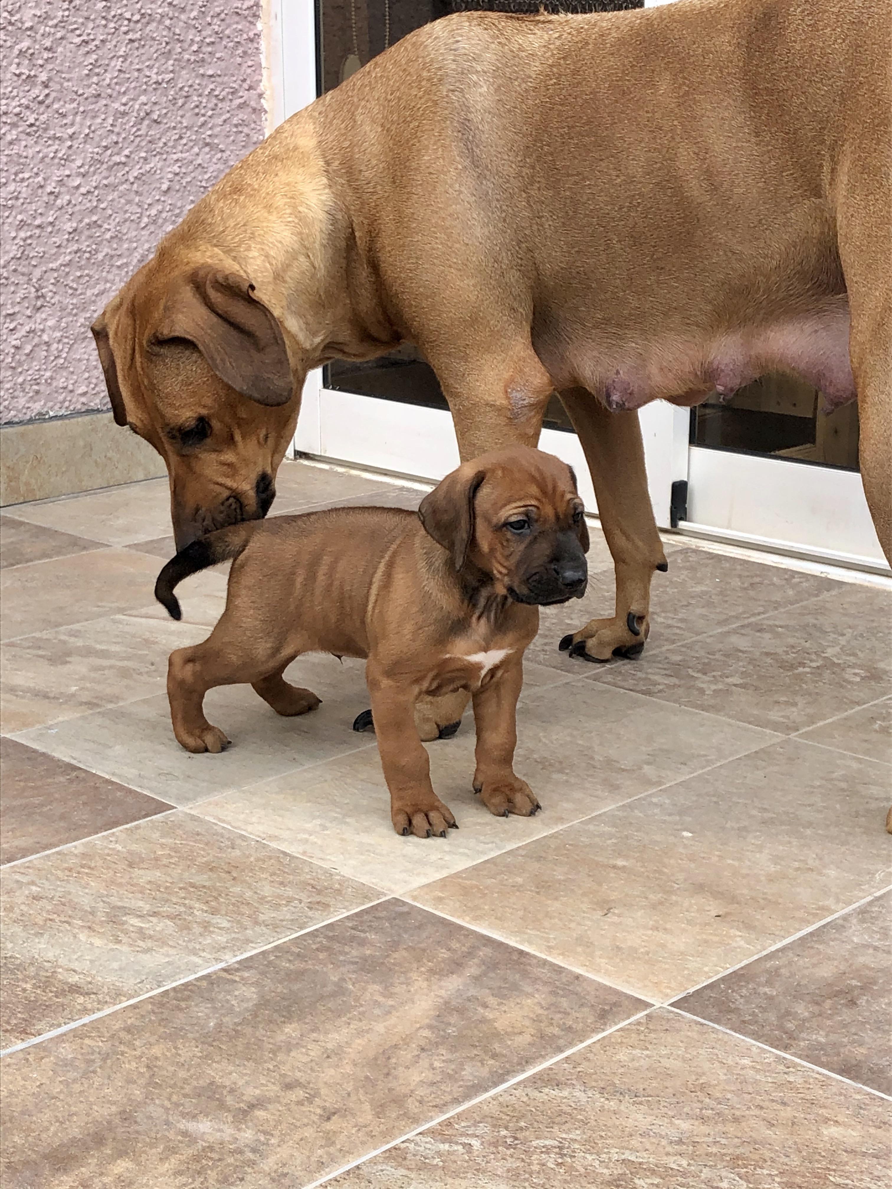 Post puppies for sale