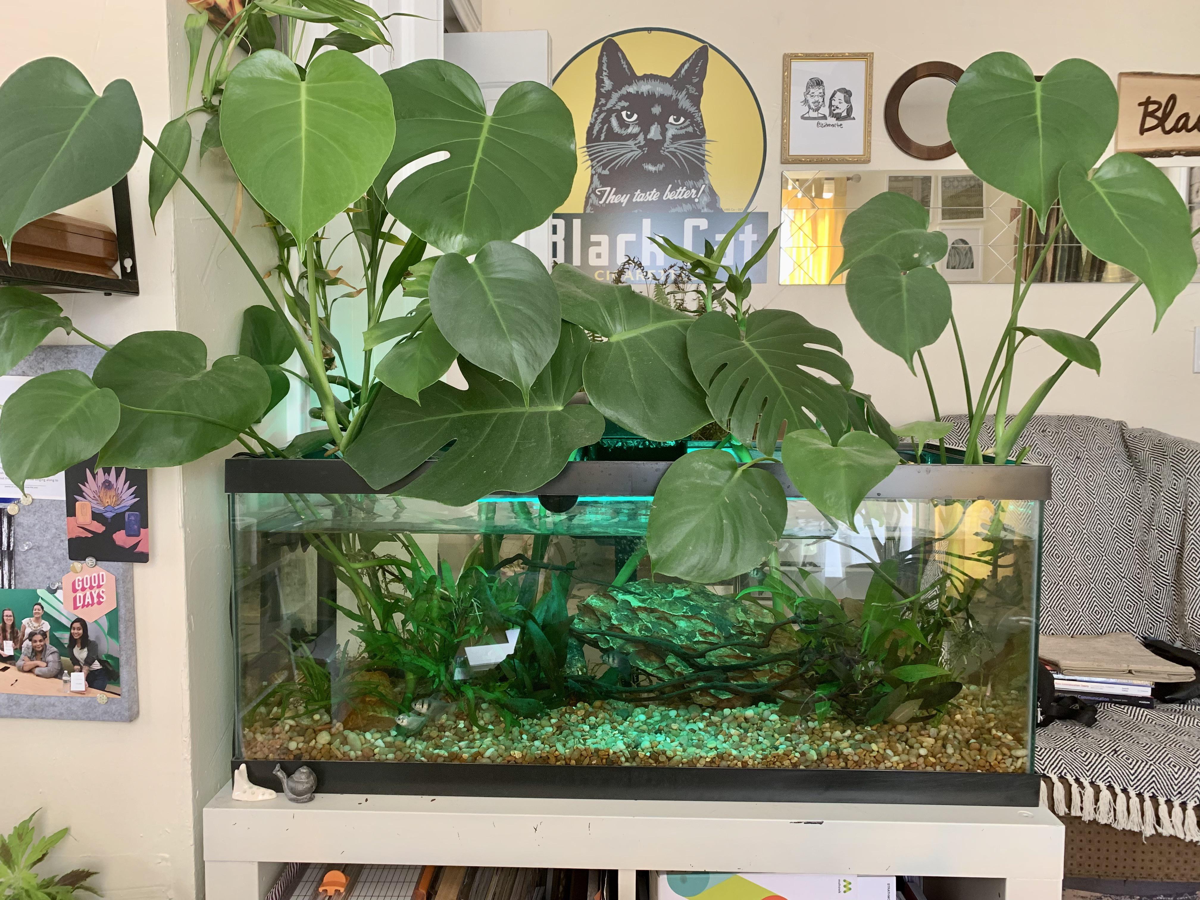Philodendron aquarium