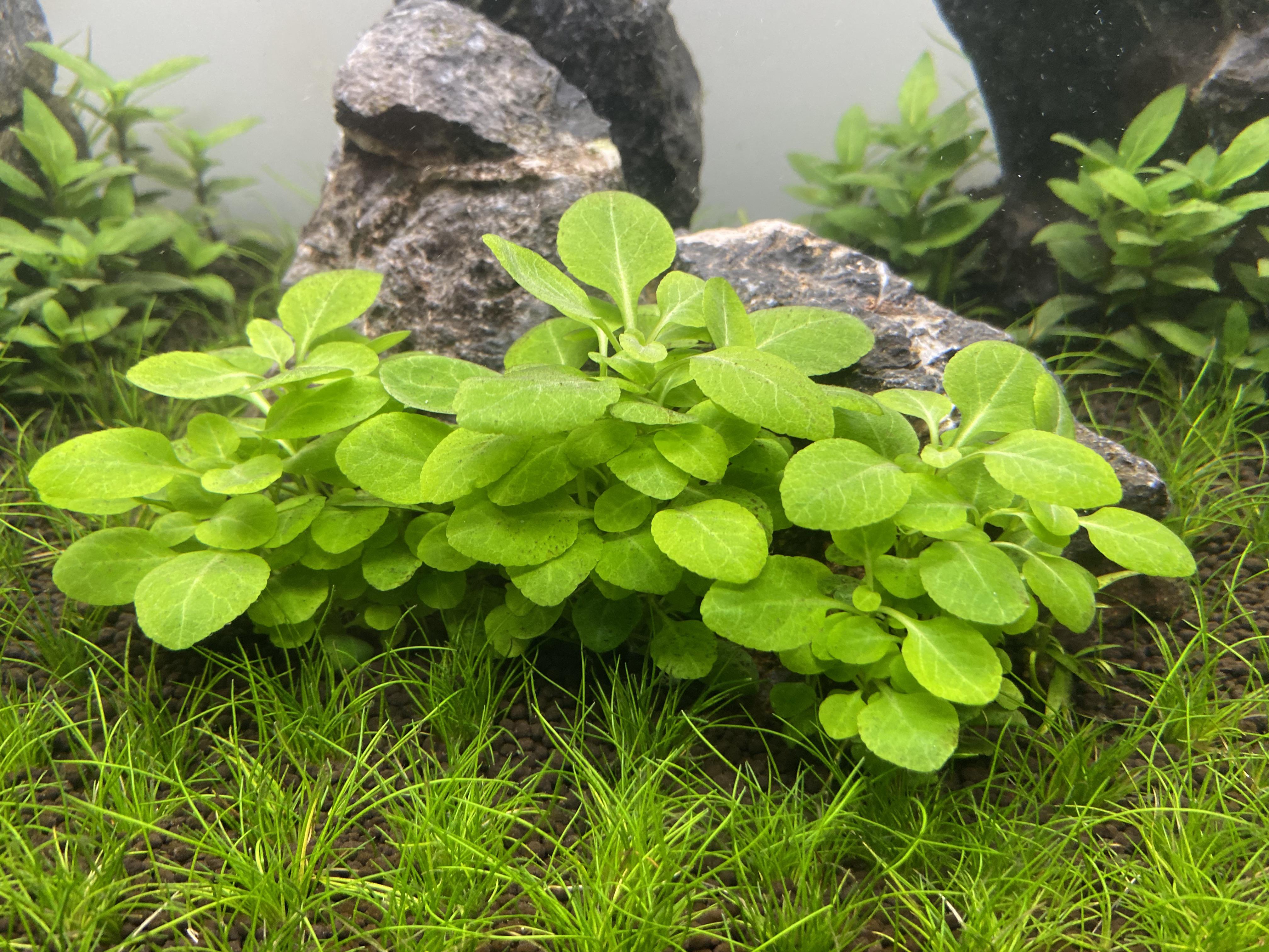 Lobelia cardinalis mini