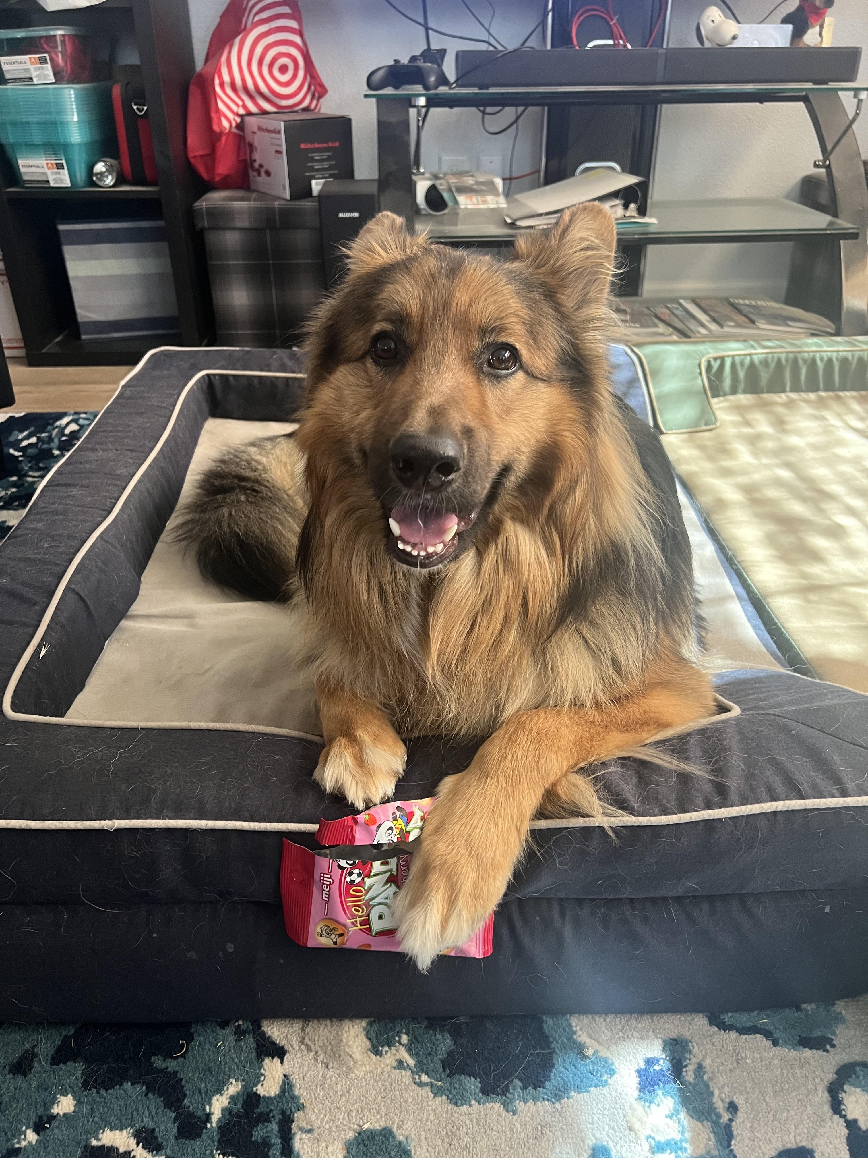 Growling german shepherd