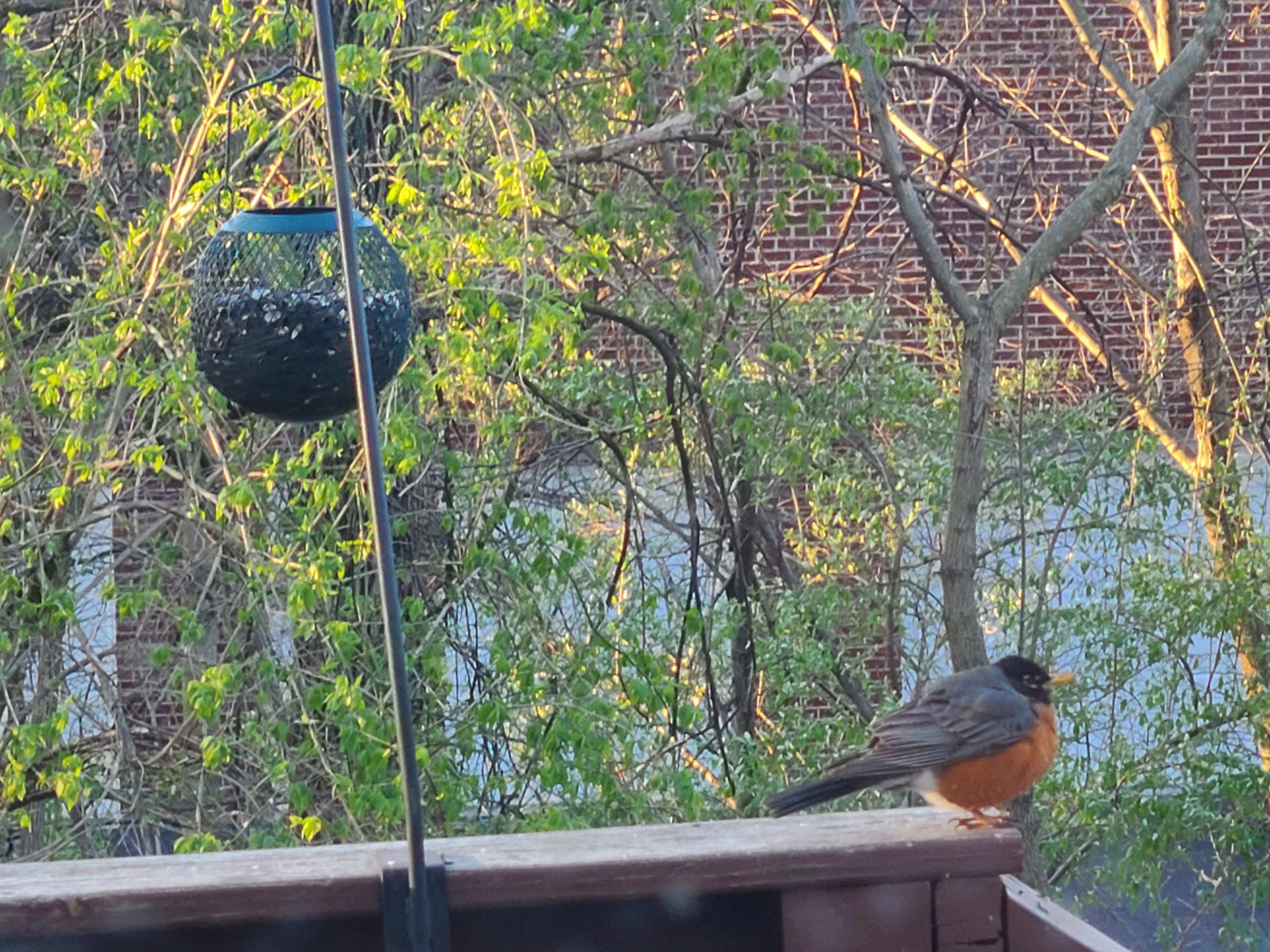 How do you feed robins