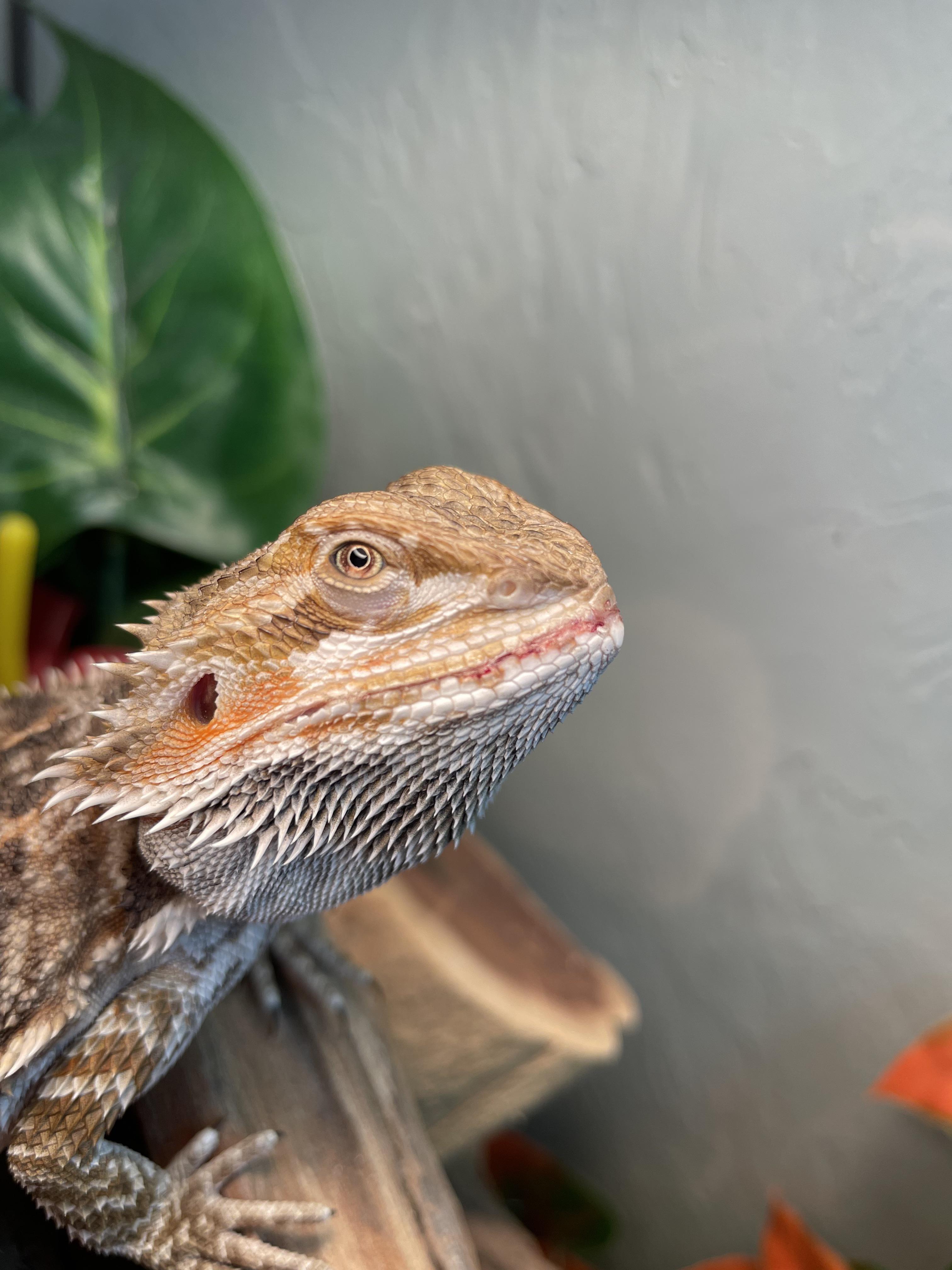 Why does my bearded dragon lick me