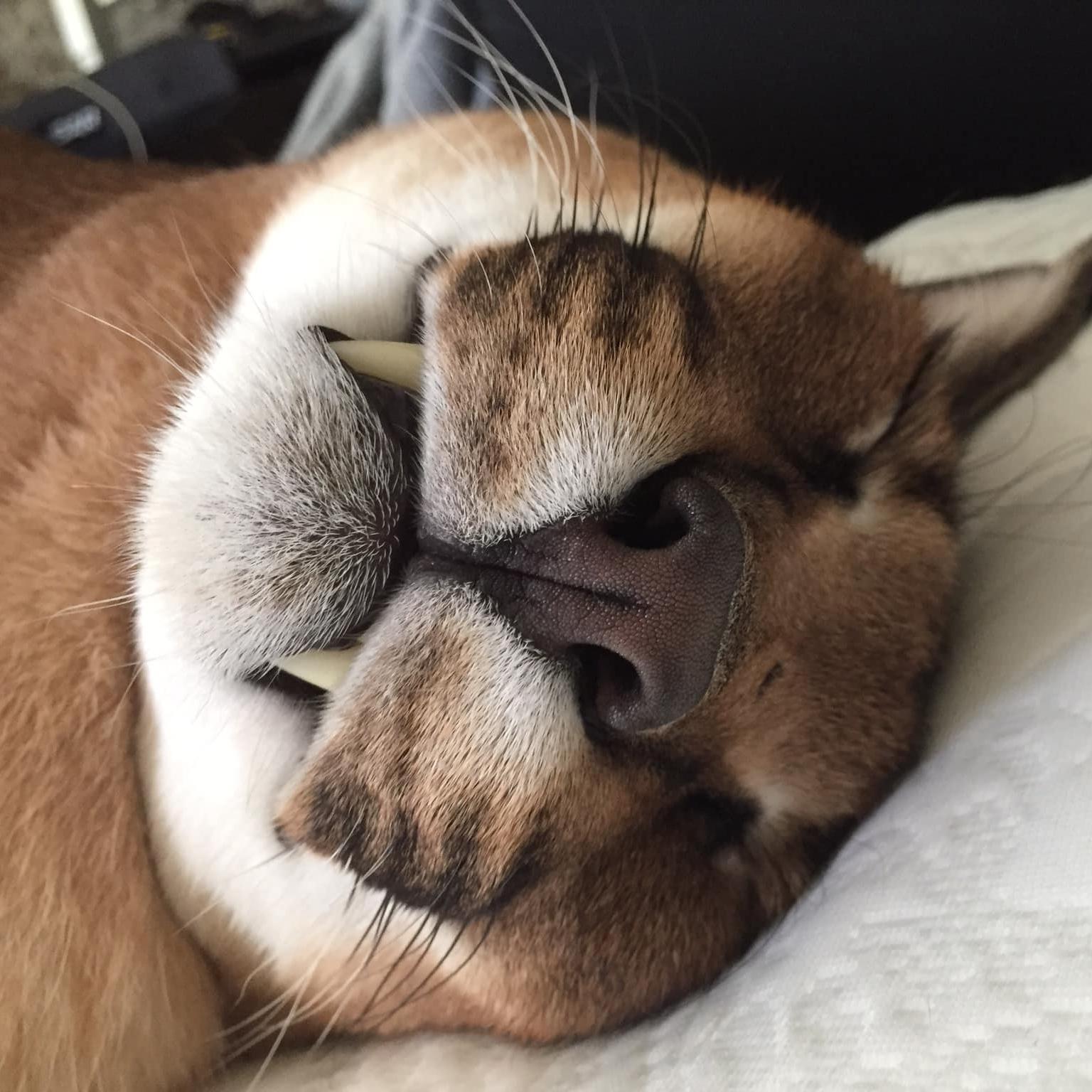 Gosha the caracal