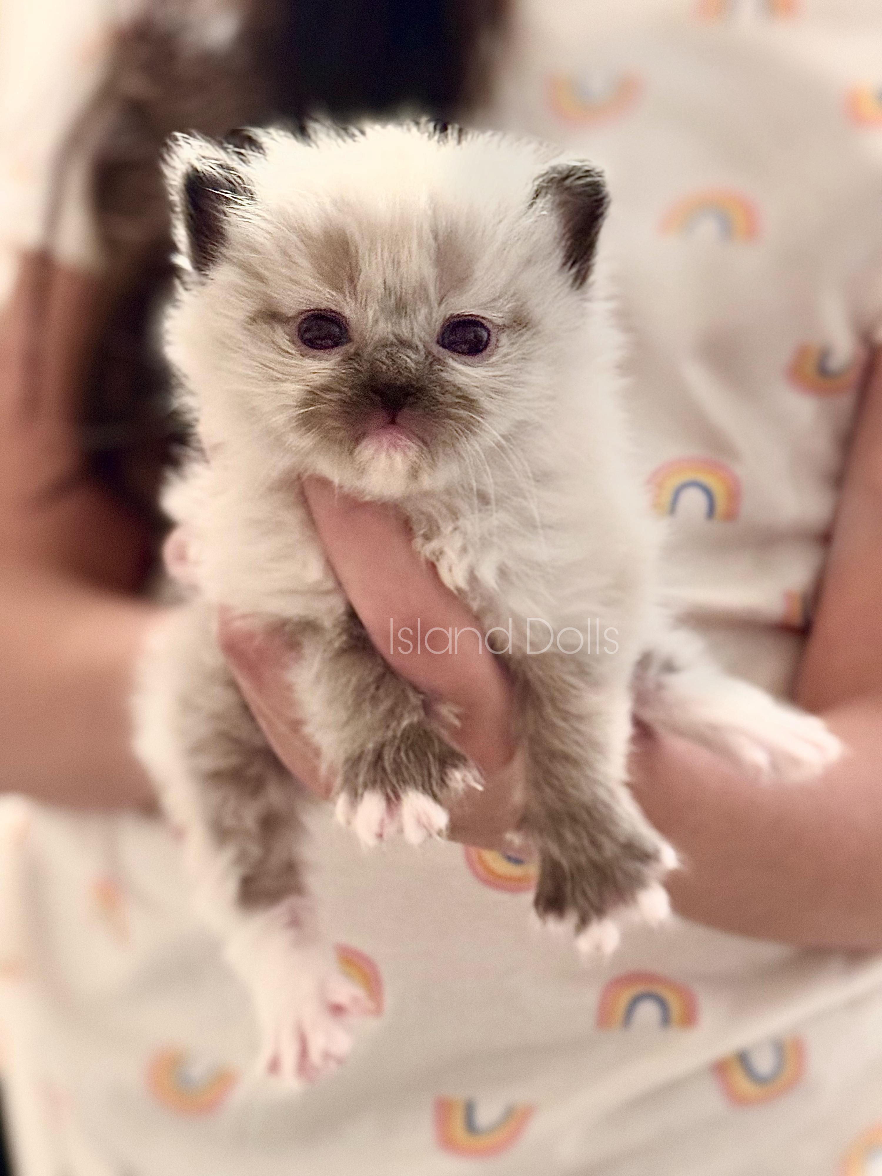猫 品种