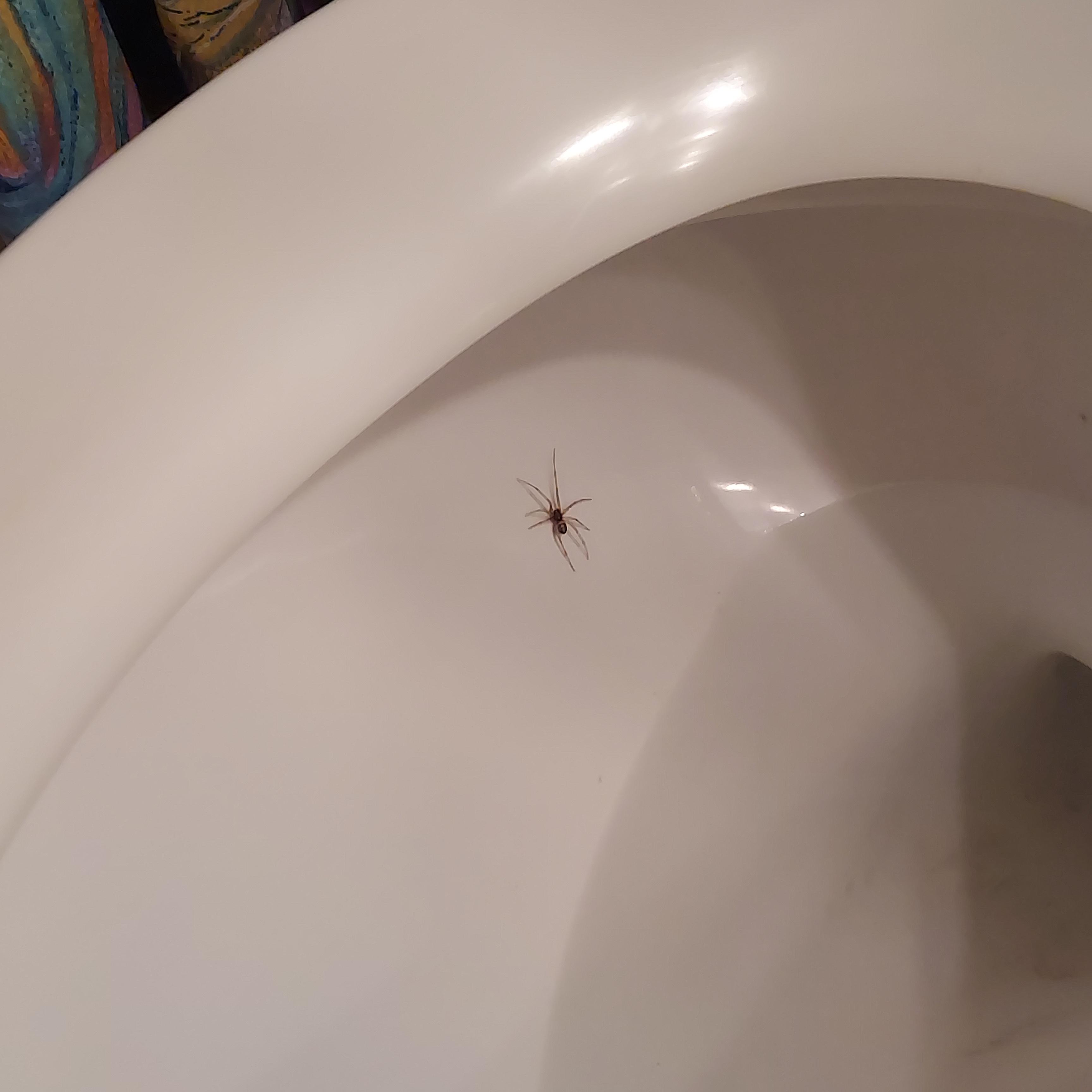 Spider in toilet pic