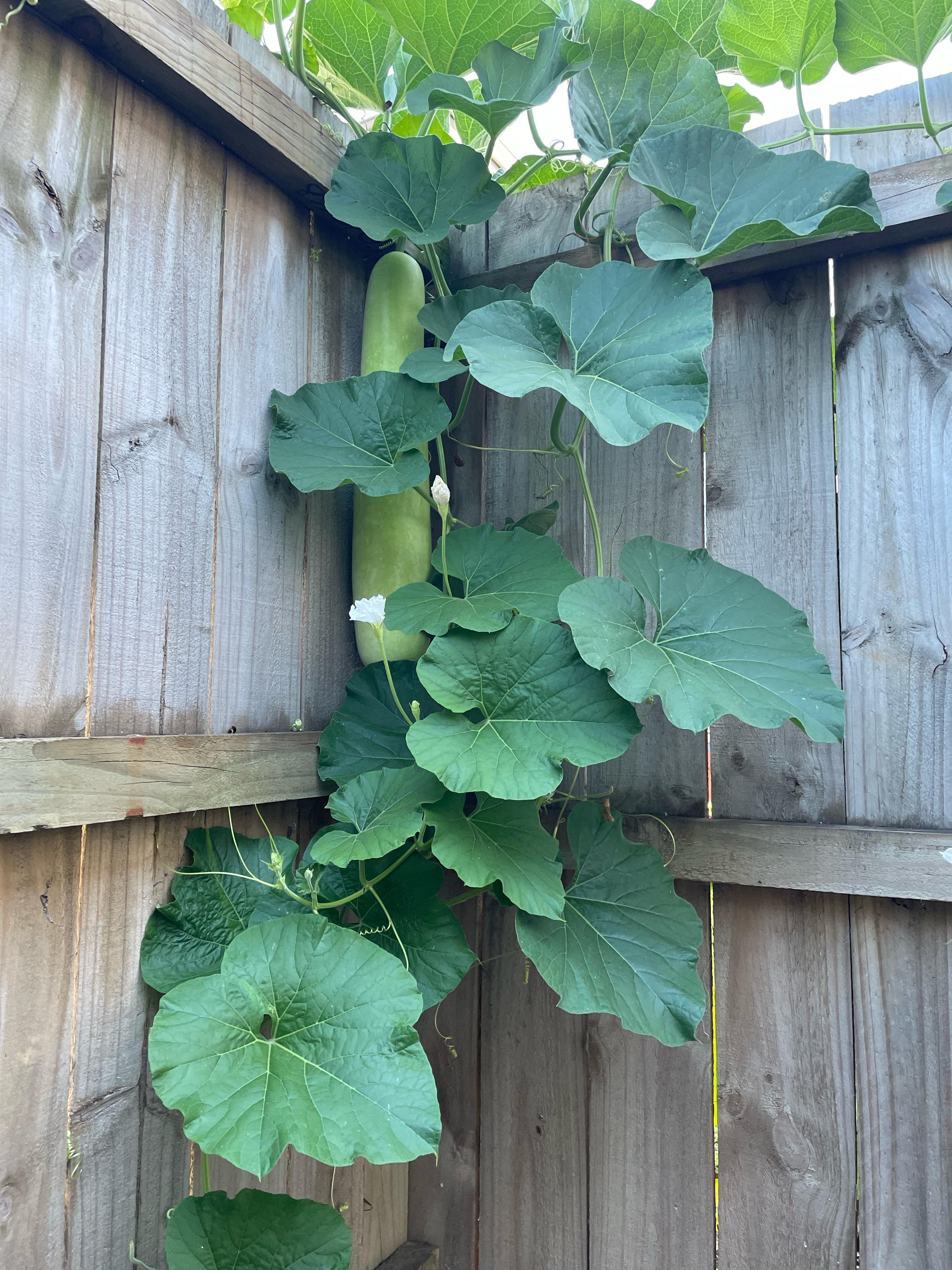 Kaddu plant