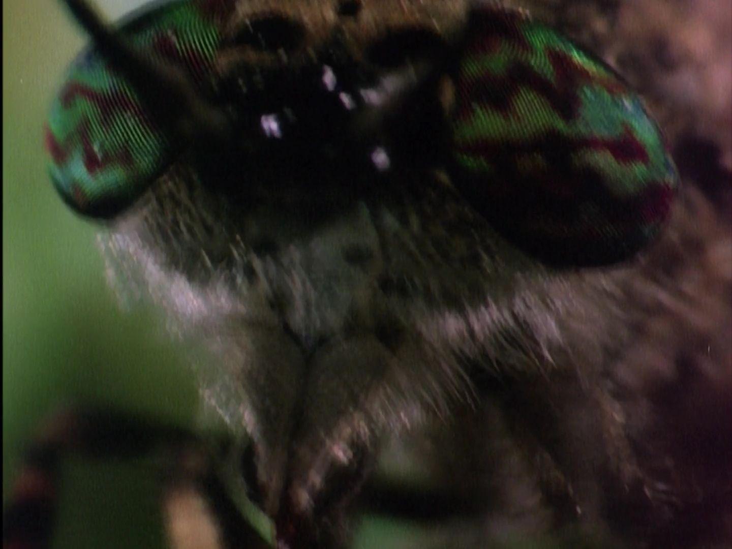 spongebob butterfly episode