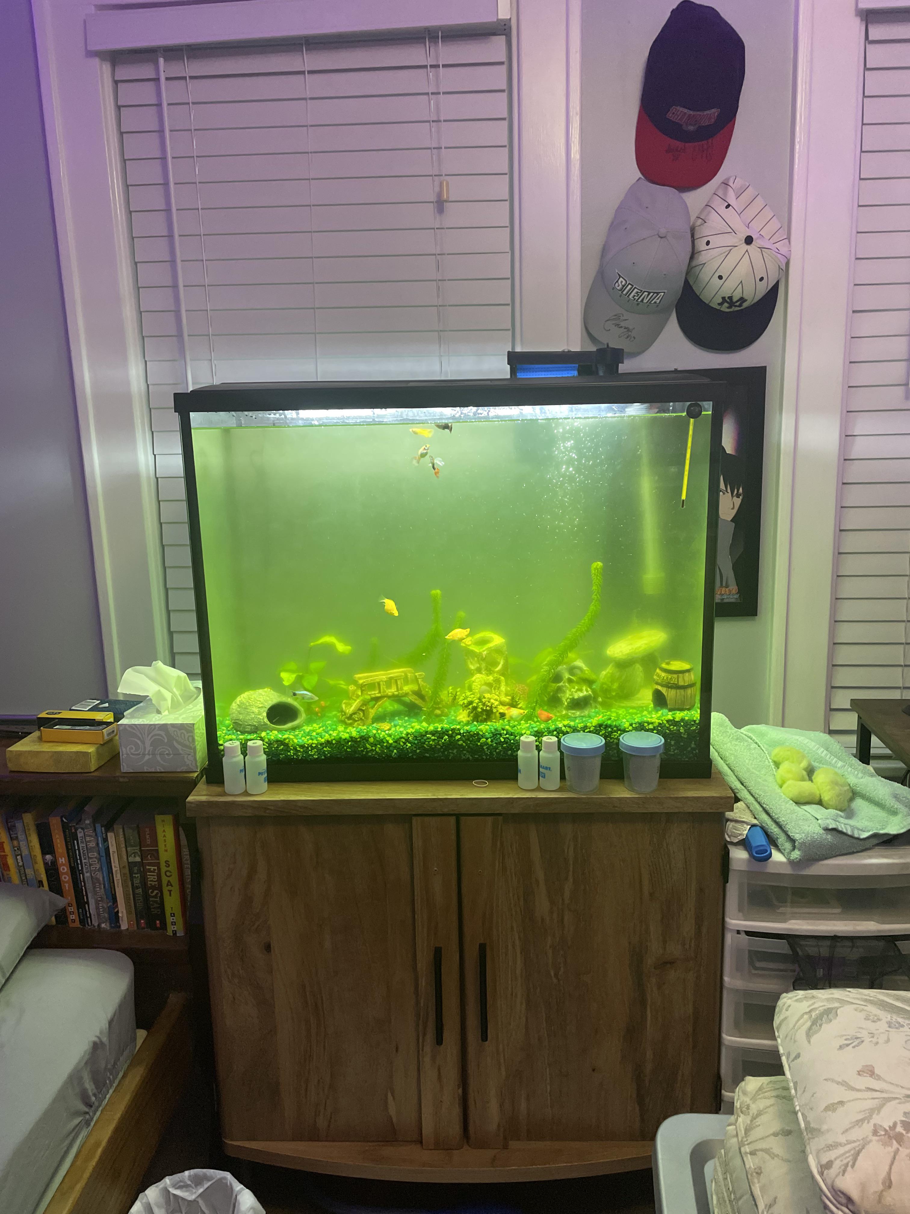 Fish tank water green and cloudy