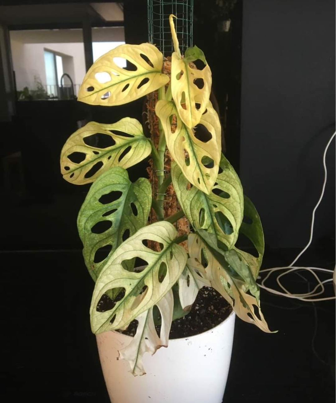 Adansonii archipelago